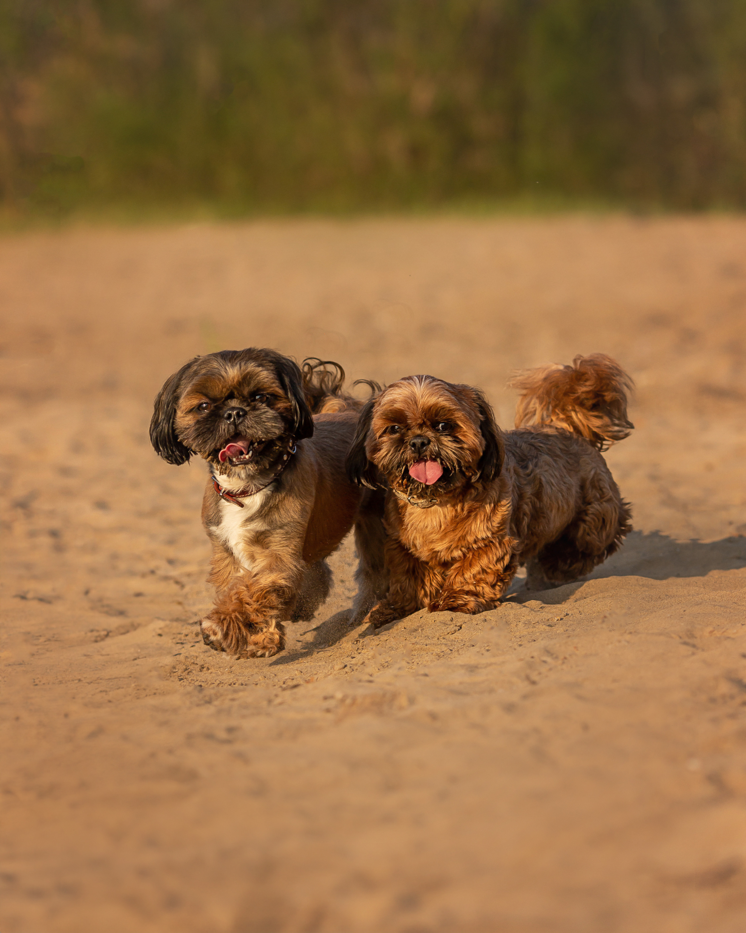 Щи-тцу и малышка. Фотограф Анималист в Перми Анастасия Остерман