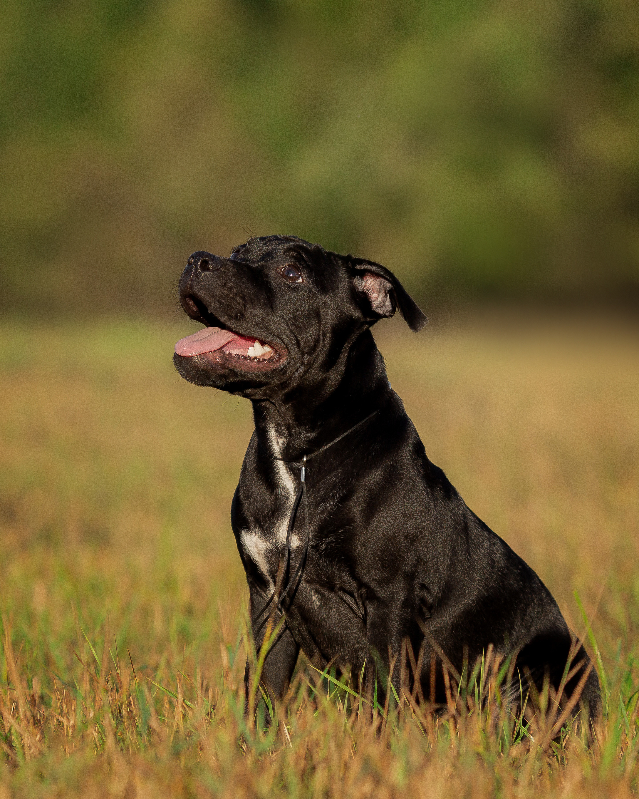 Стаффи. Фотограф Анималист в Перми Анастасия Остерман