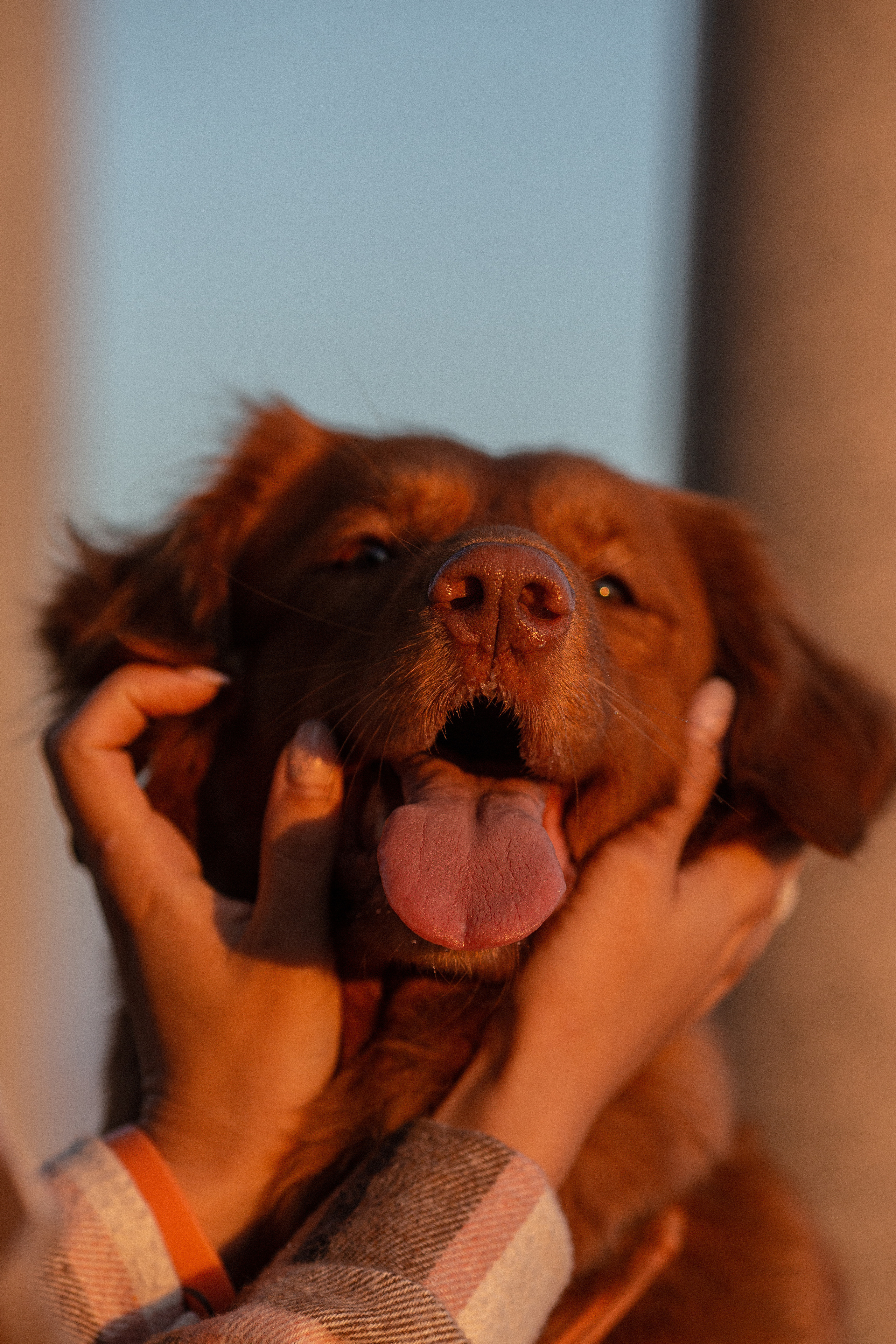 Полина и Эста. Фотограф Анималист в Перми Анастасия Остерман