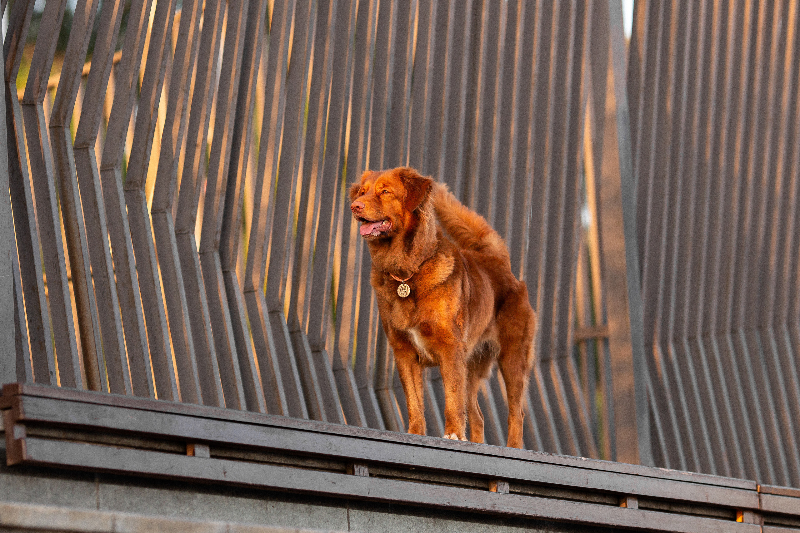 Полина и Эста. Фотограф Анималист в Перми Анастасия Остерман