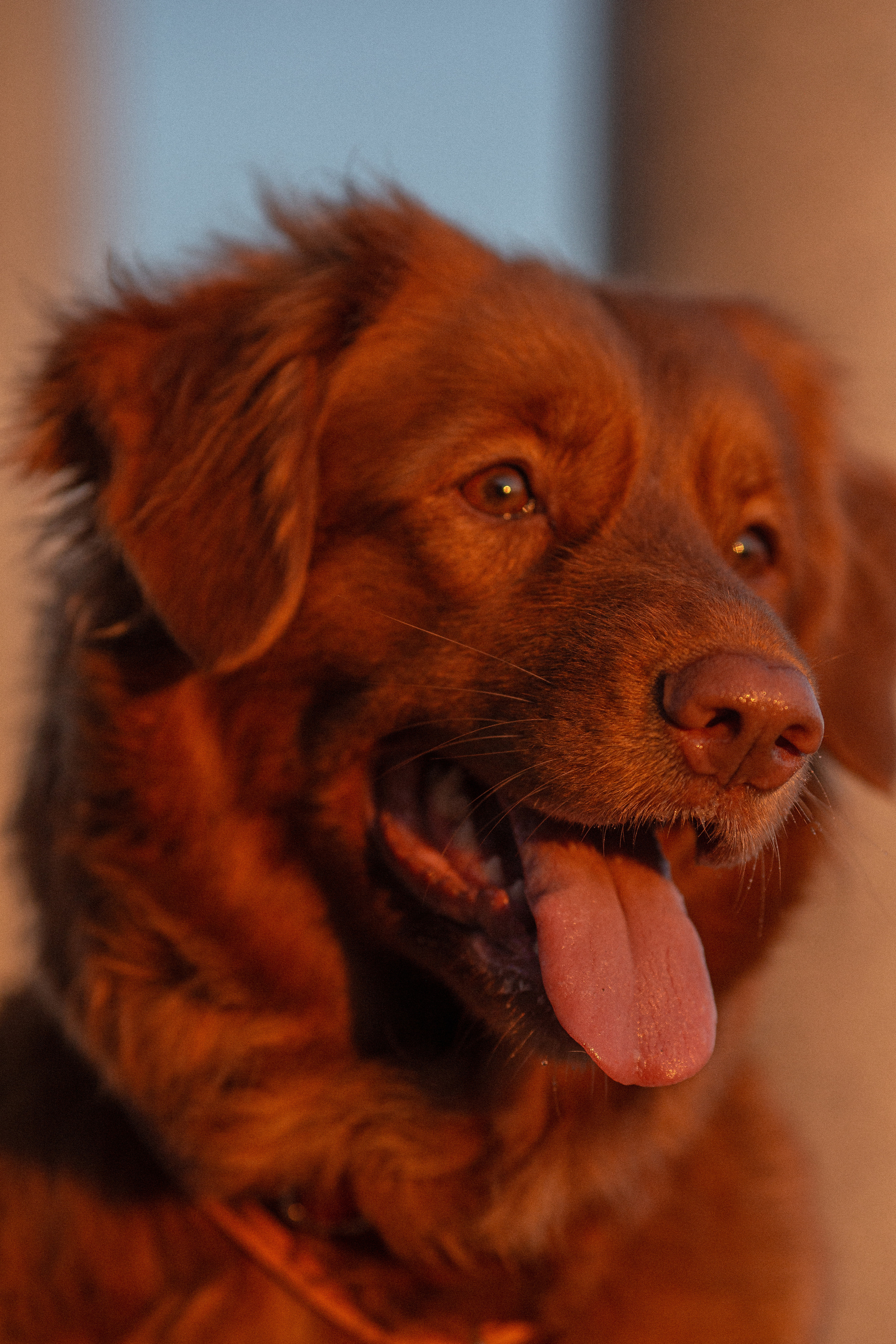 Полина и Эста. Фотограф Анималист в Перми Анастасия Остерман