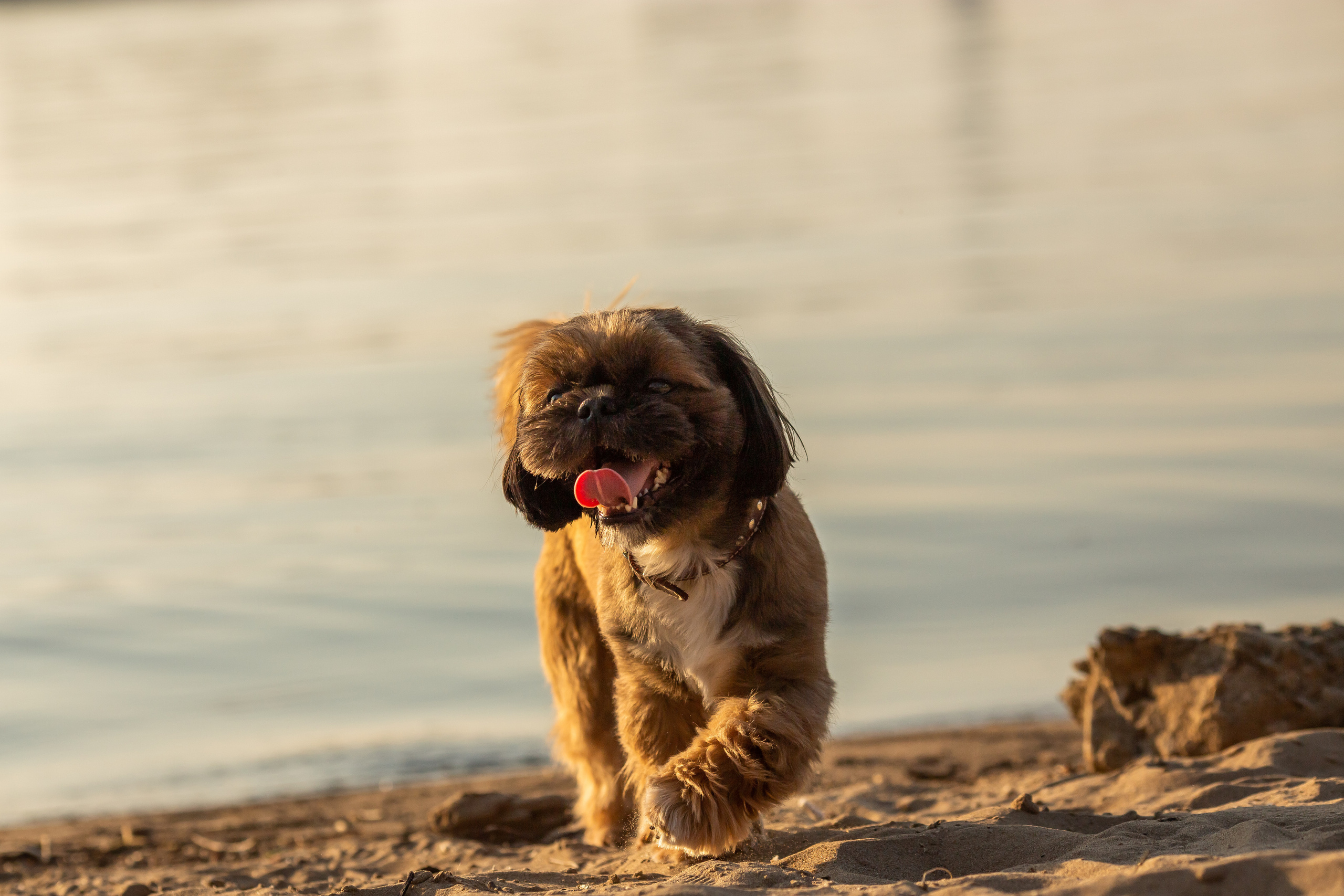 Щи-тцу и малышка. Фотограф Анималист в Перми Анастасия Остерман