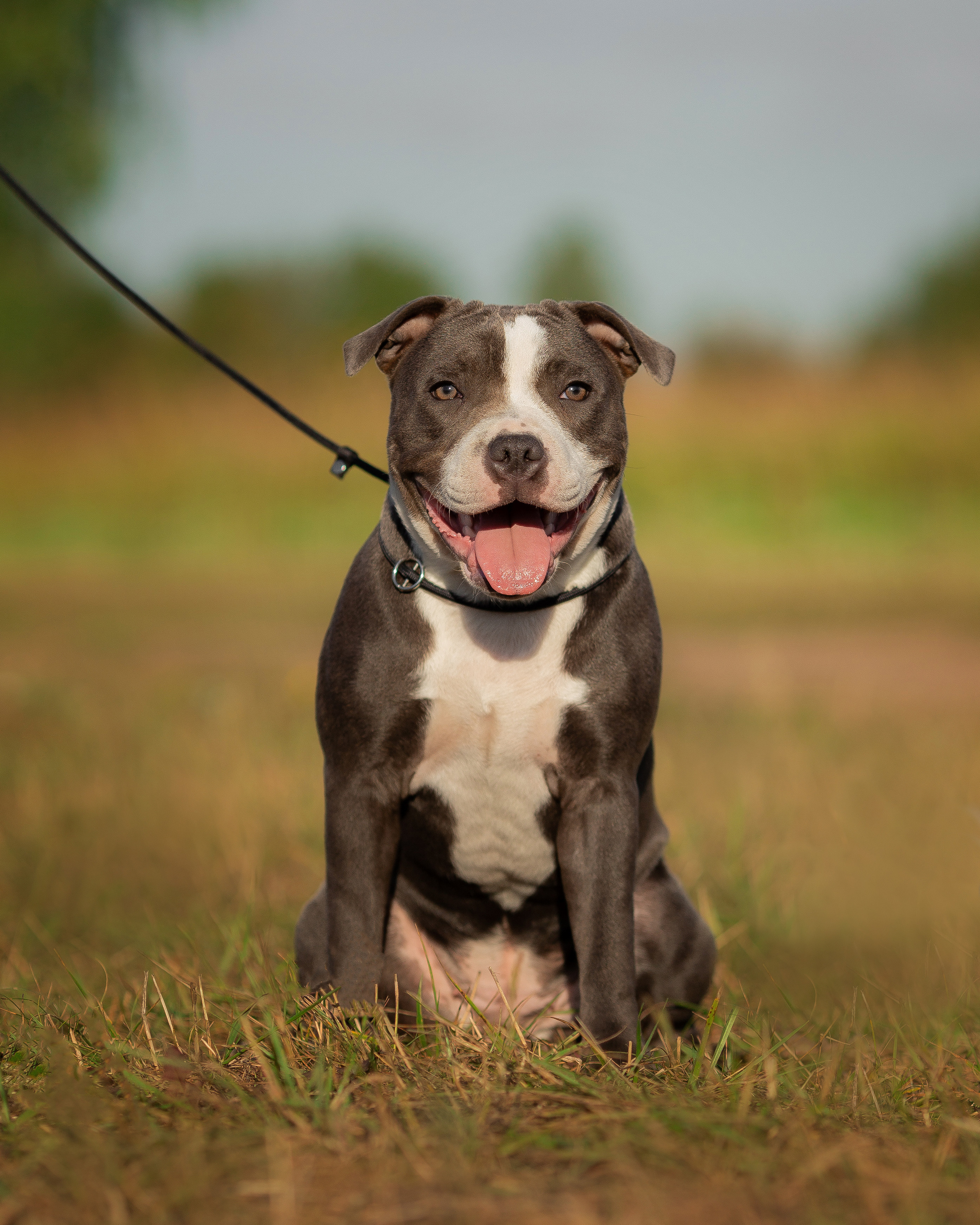 Стаффи. Фотограф Анималист в Перми Анастасия Остерман