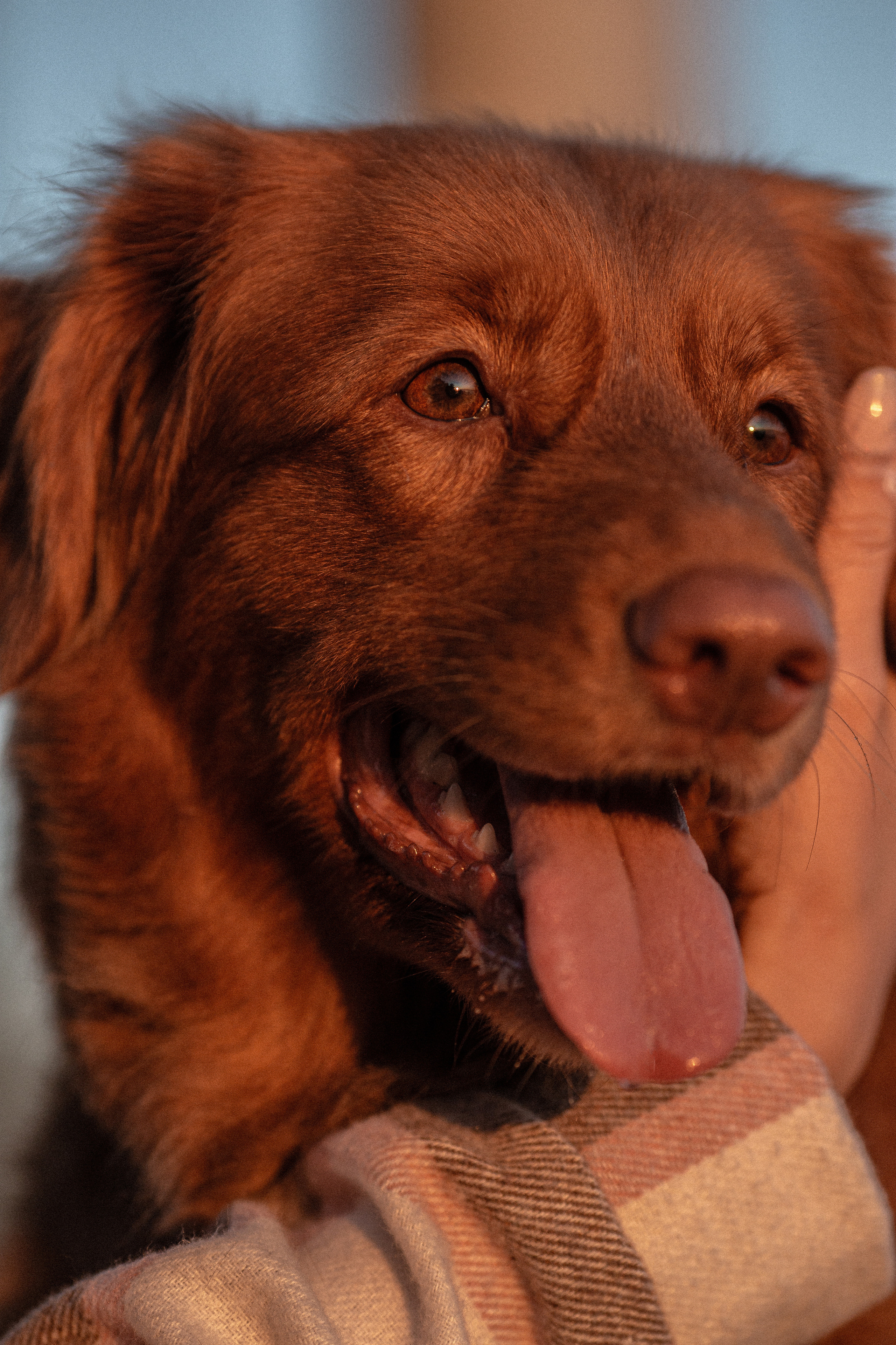 Полина и Эста. Фотограф Анималист в Перми Анастасия Остерман