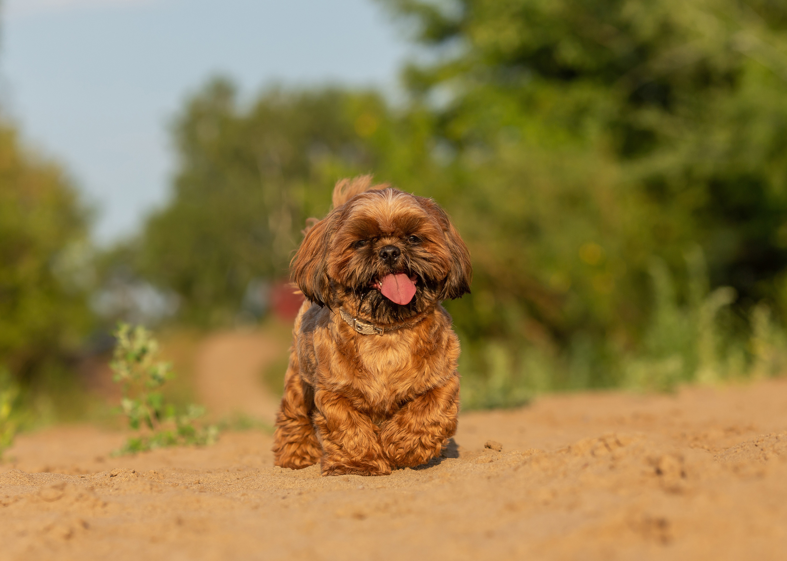 Щи-тцу и малышка. Фотограф Анималист в Перми Анастасия Остерман