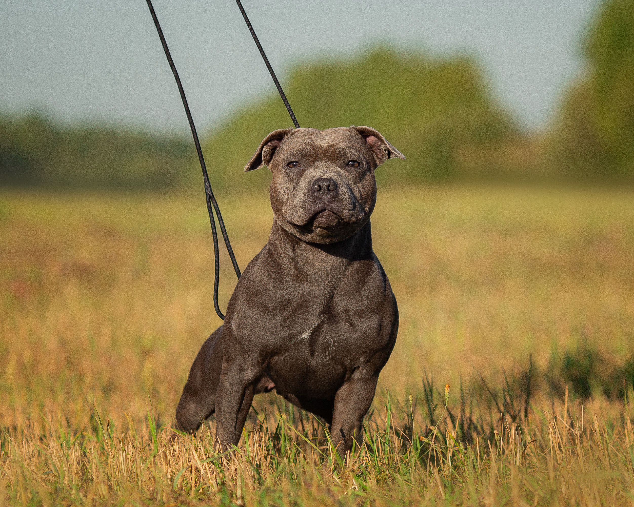 Стаффи. Фотограф Анималист в Перми Анастасия Остерман