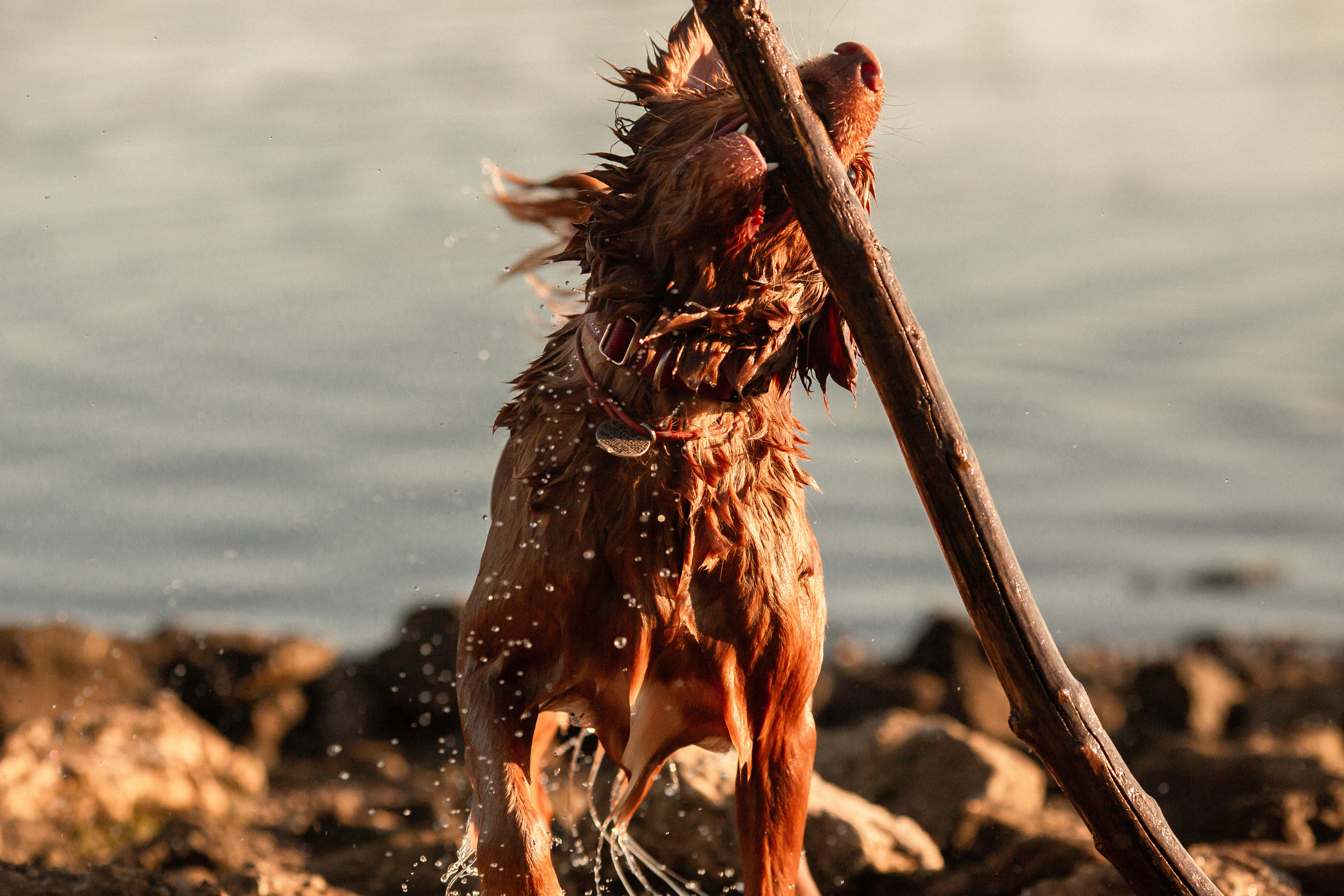 Полина и Эста. Фотограф Анималист в Перми Анастасия Остерман