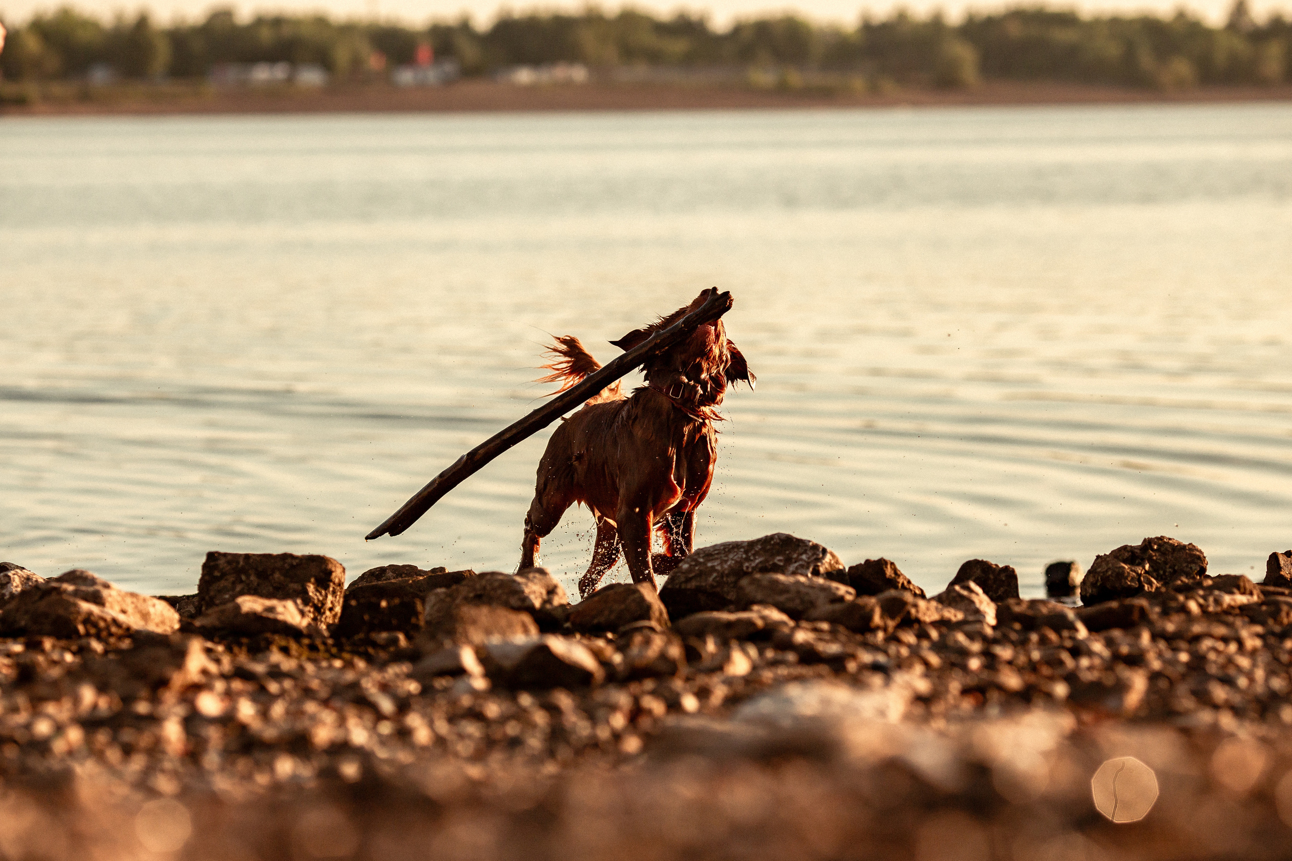 Полина и Эста. Фотограф Анималист в Перми Анастасия Остерман