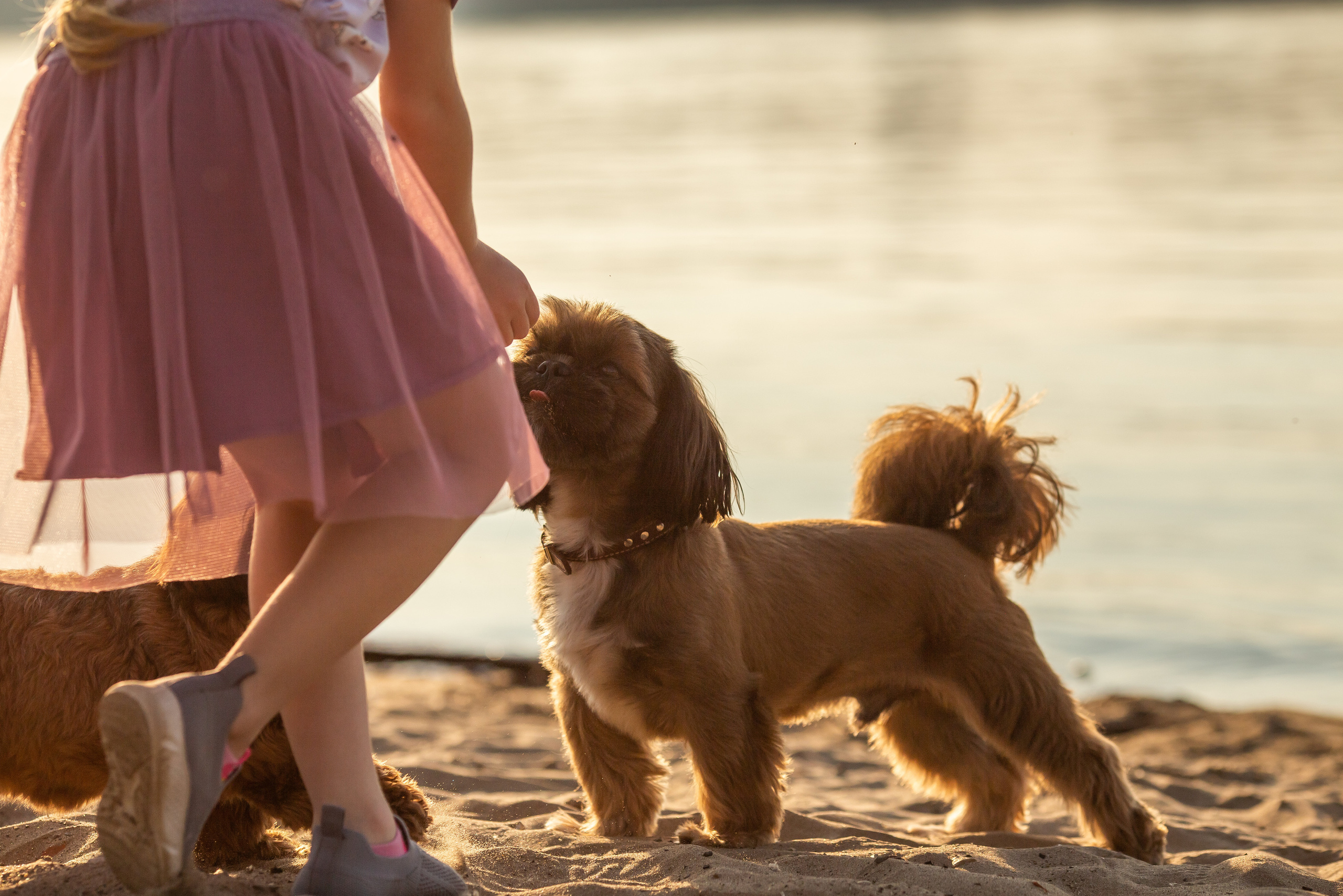 Щи-тцу и малышка. Фотограф Анималист в Перми Анастасия Остерман
