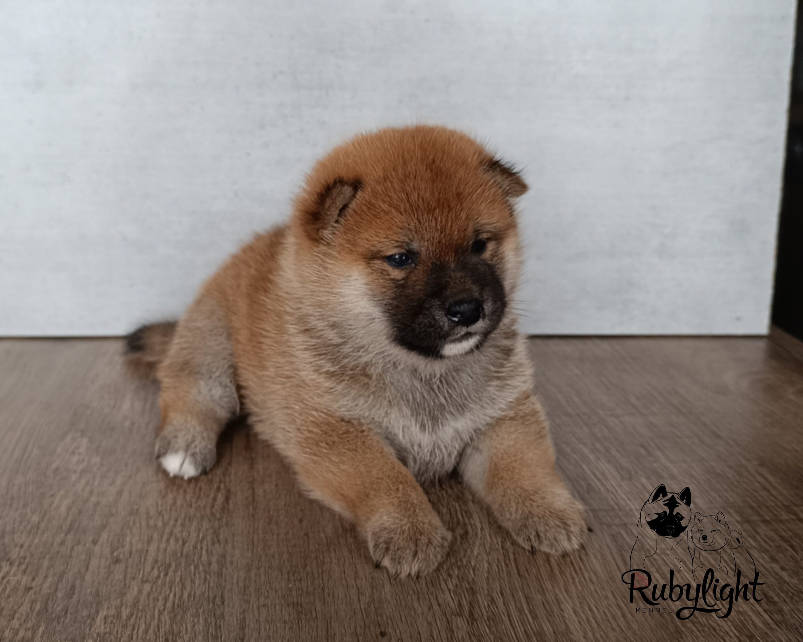 Сиба Rubylight Ellis питомник Рубилайт 