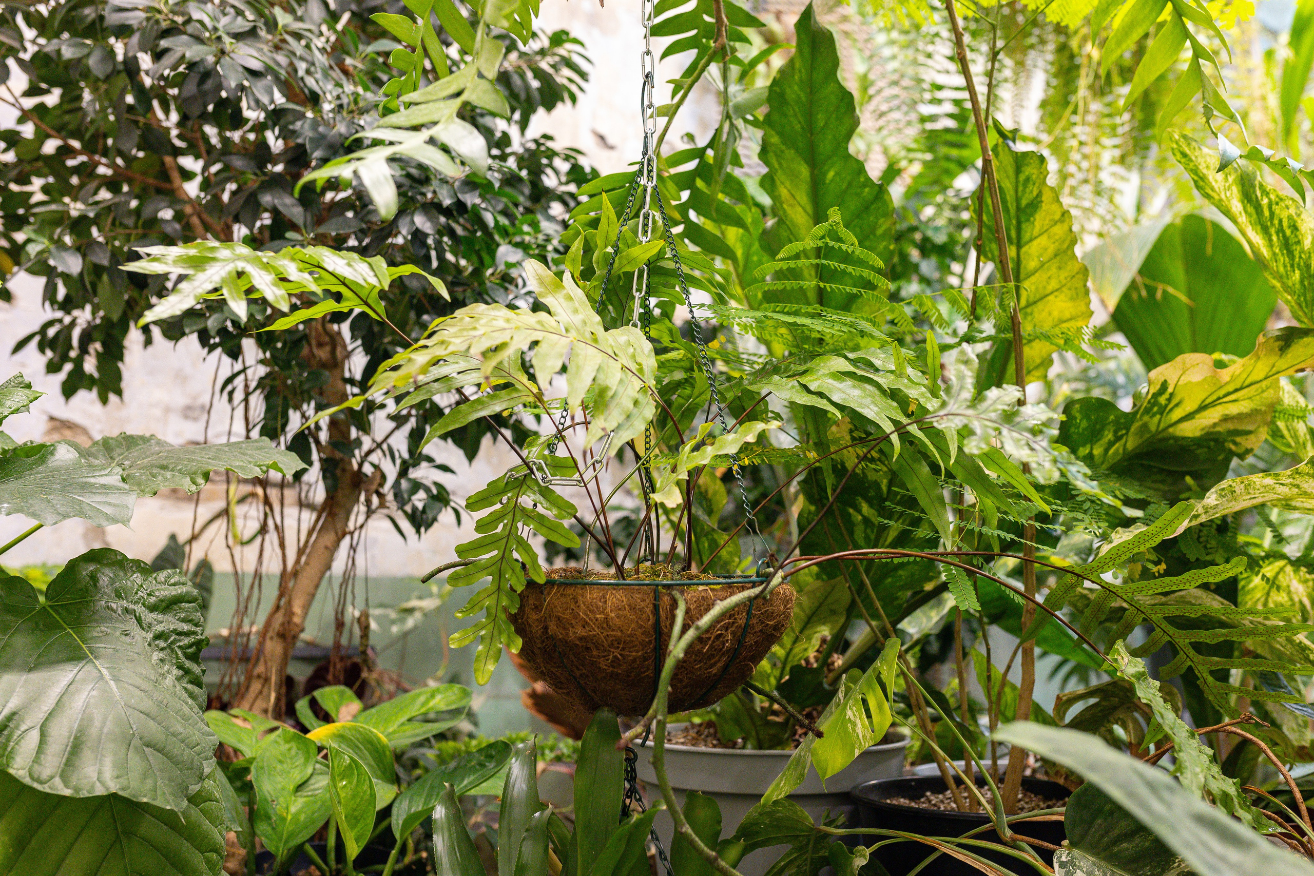 Green rare июнь 2025. Александра Куликова фотограф, Москва