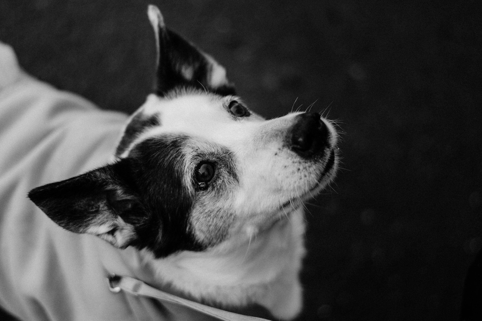 Фотосессия с собакой в Тюмени, фотограф тюмень. Фотограф Дарья Мустафина, Тюмень