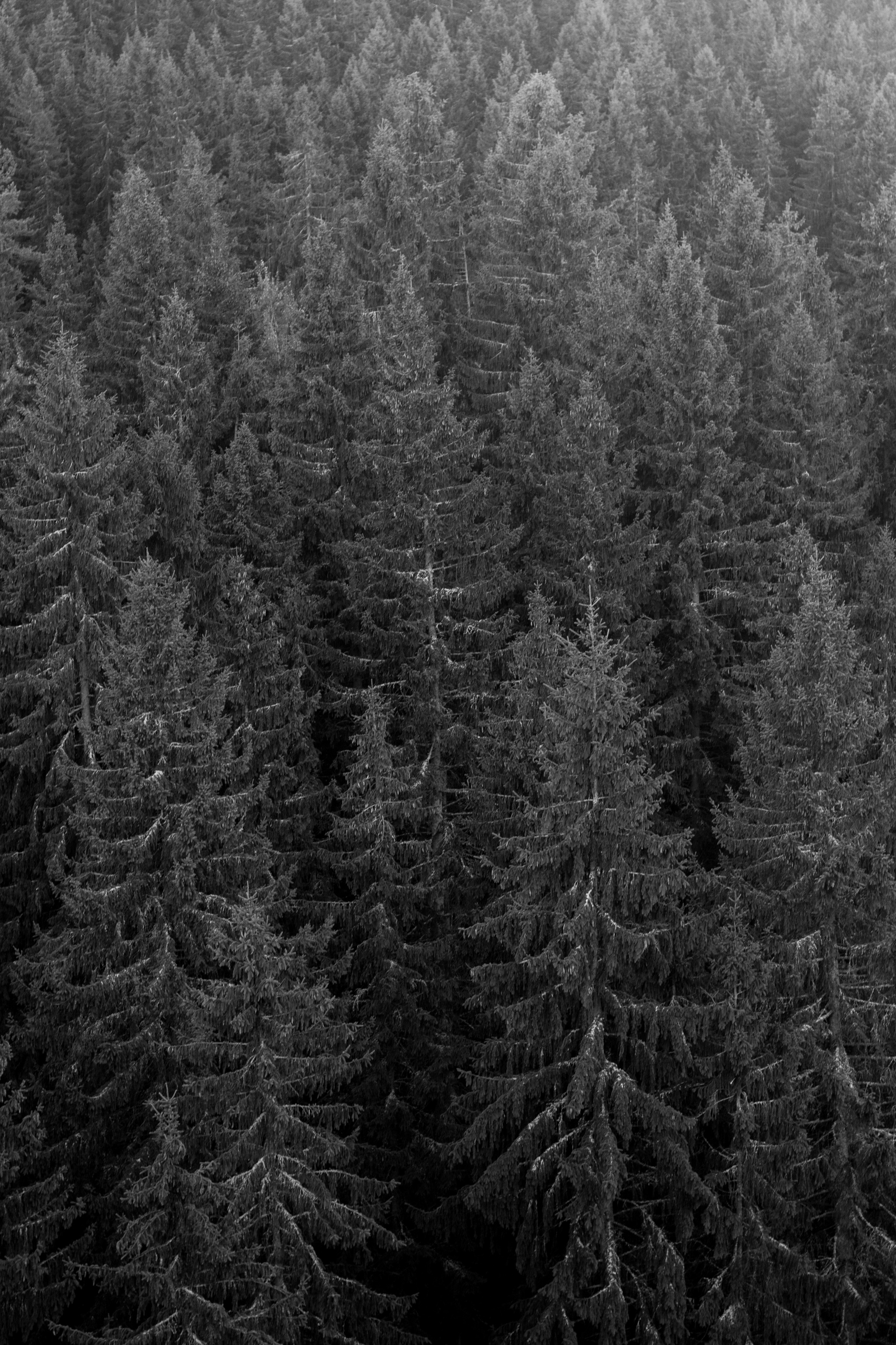 How Sasha Litvinov buried the gun. Kristina Sergeeva