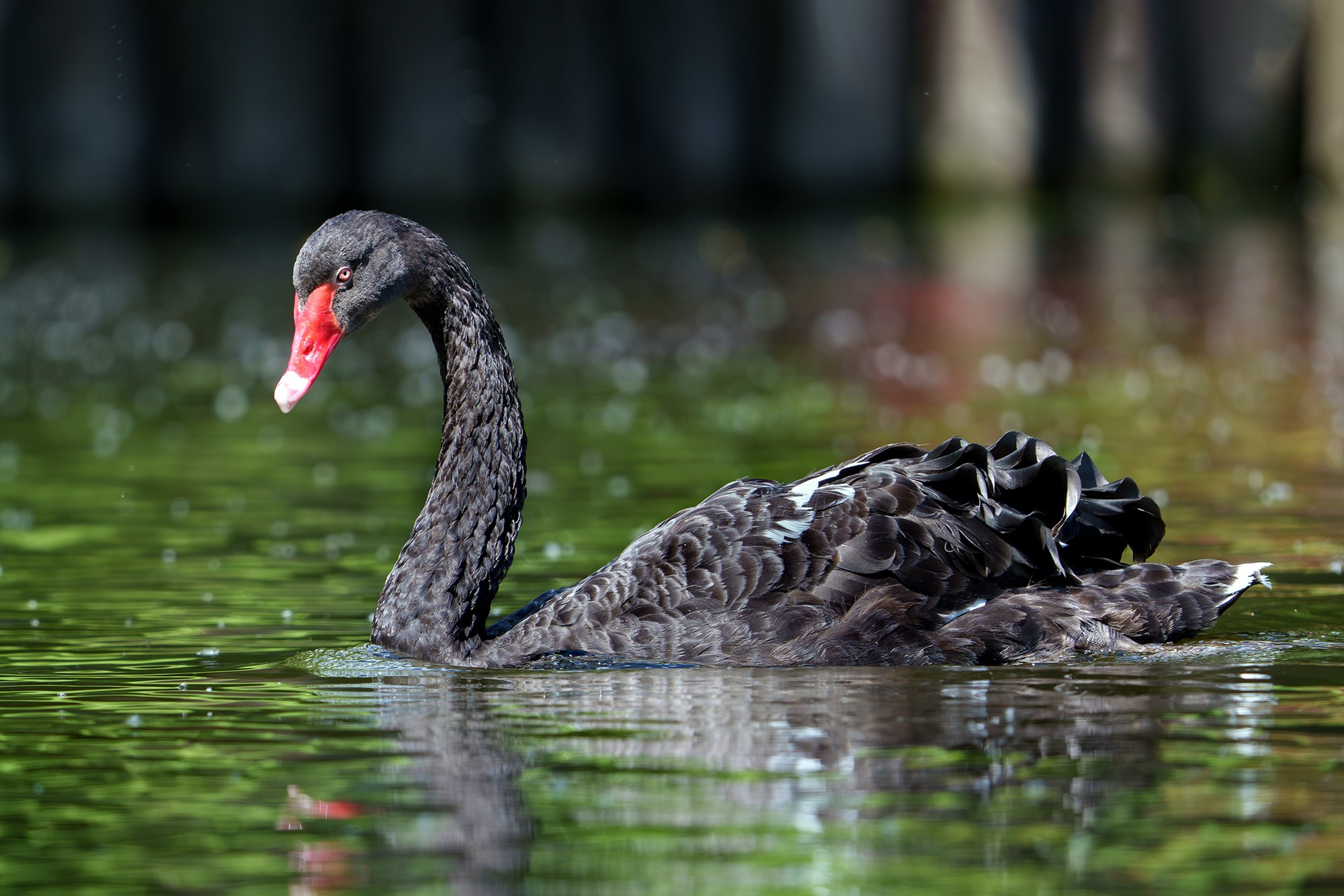 Удивительные мир птиц. Вокруг нас столько прекрасного — присмотритесь!. Ваш личный фотограф Марина Волкова
