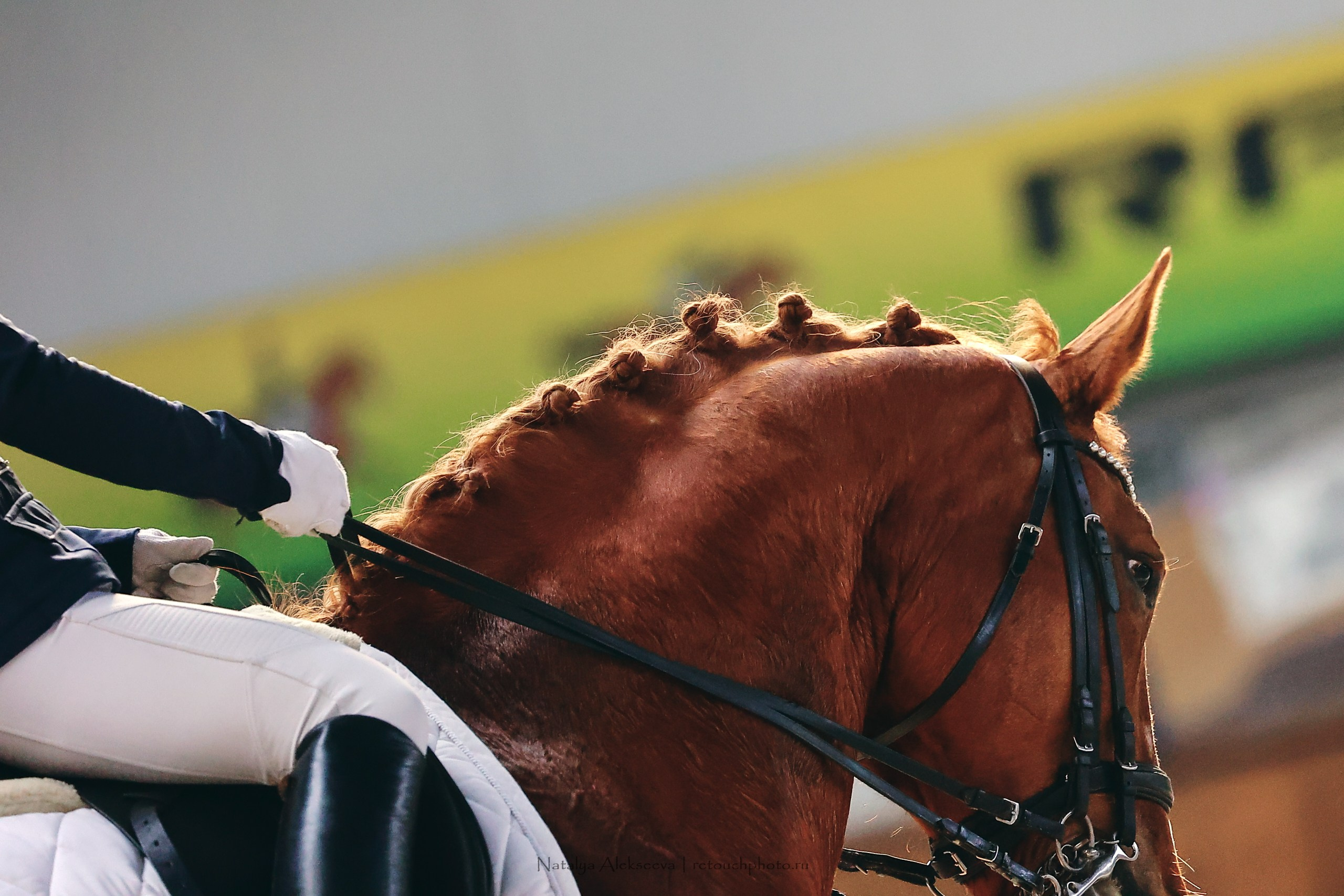 Этап Кубка Евразии по выездке, Минск | 04'2023