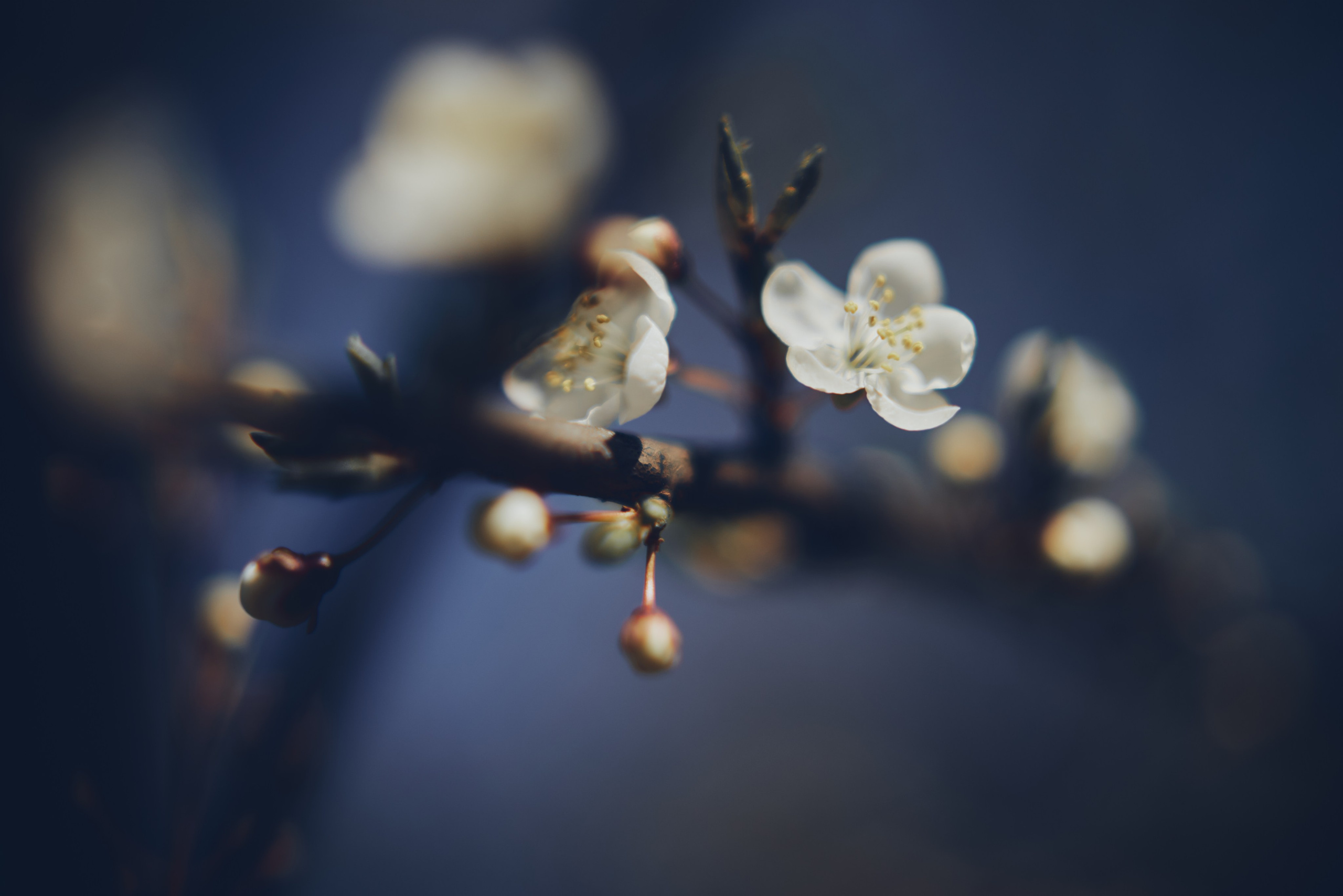 Sakura time