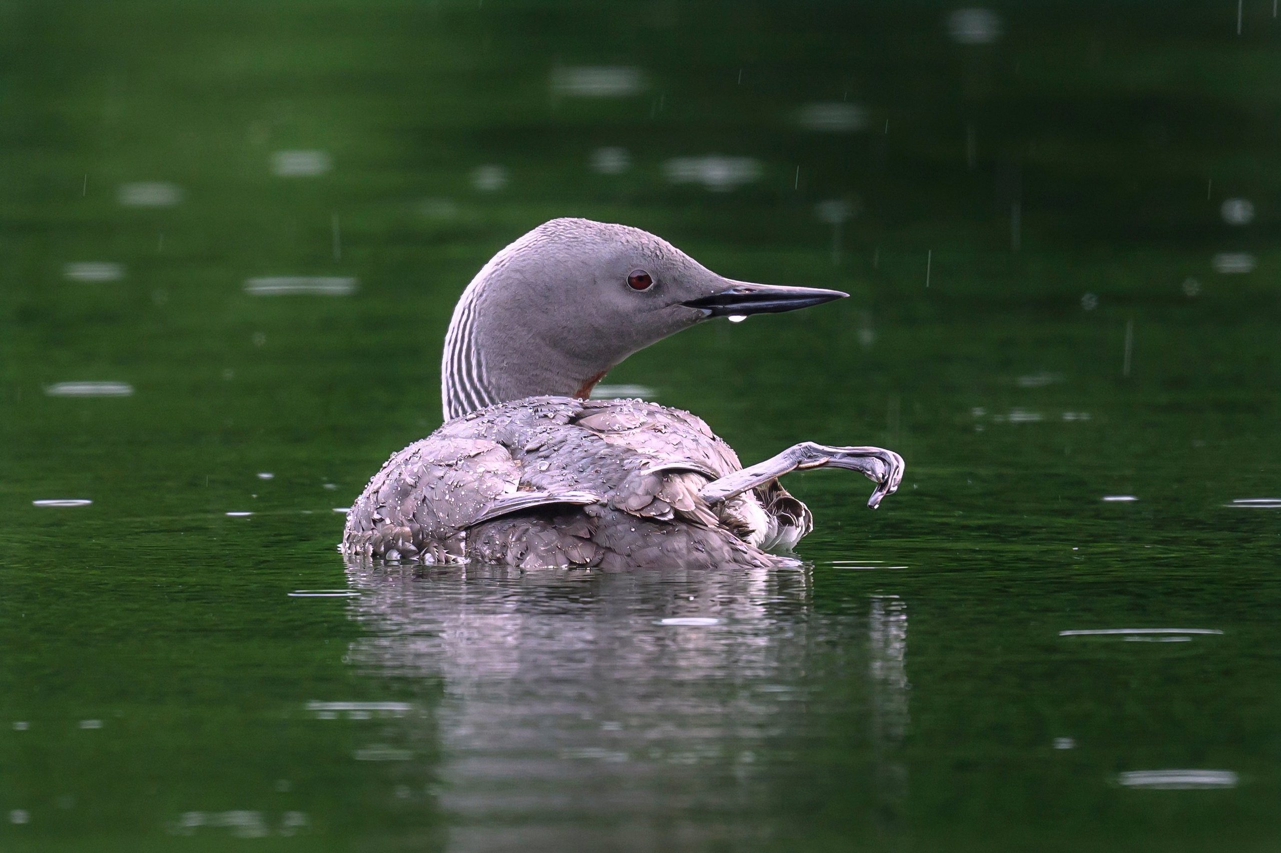 Краснозобая гагара. Wildlife photography by Sergey Puponin