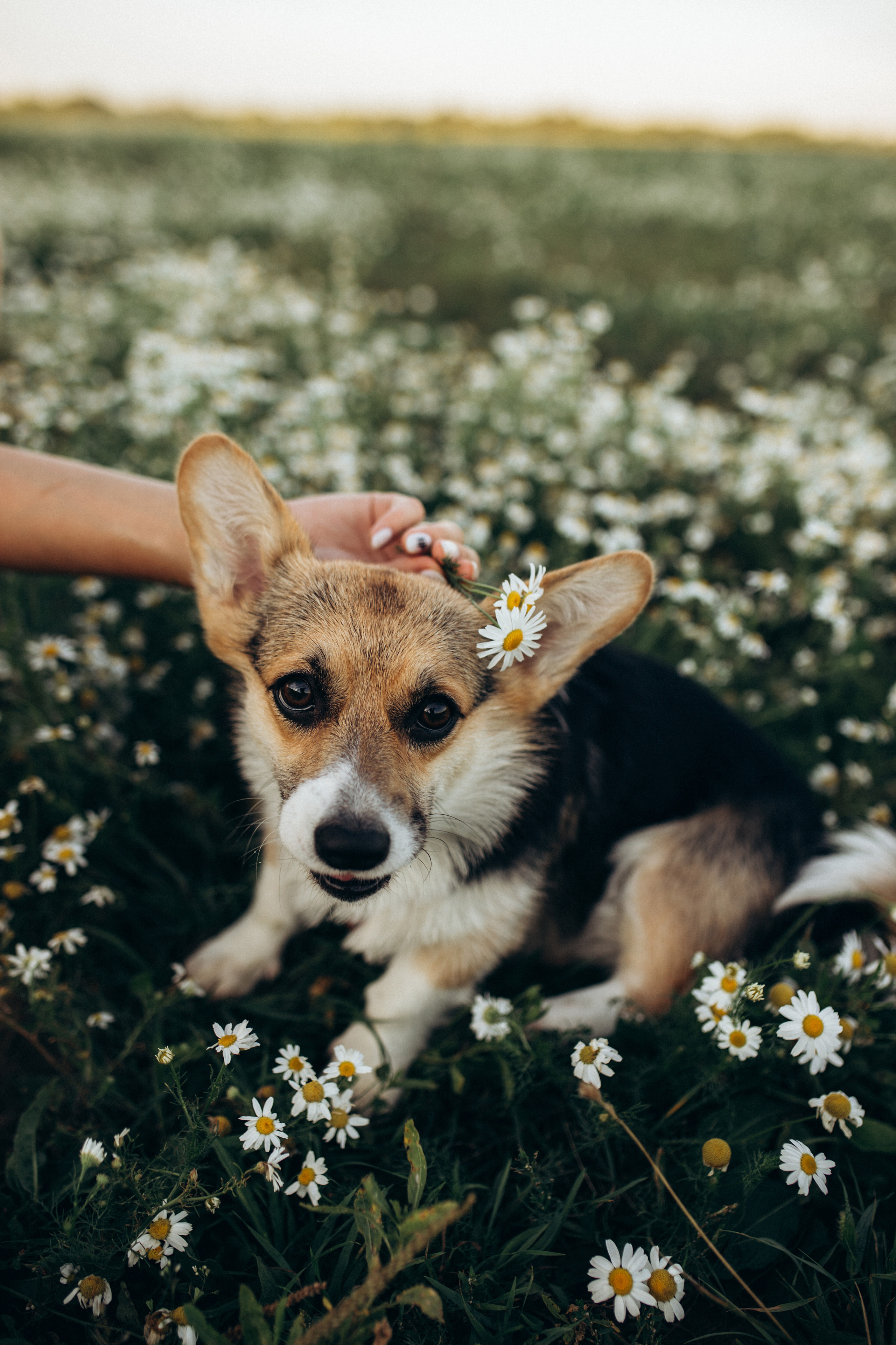 Вика и Витя. Семейный и детский фотограф в Рязани Екатерина Воронцова