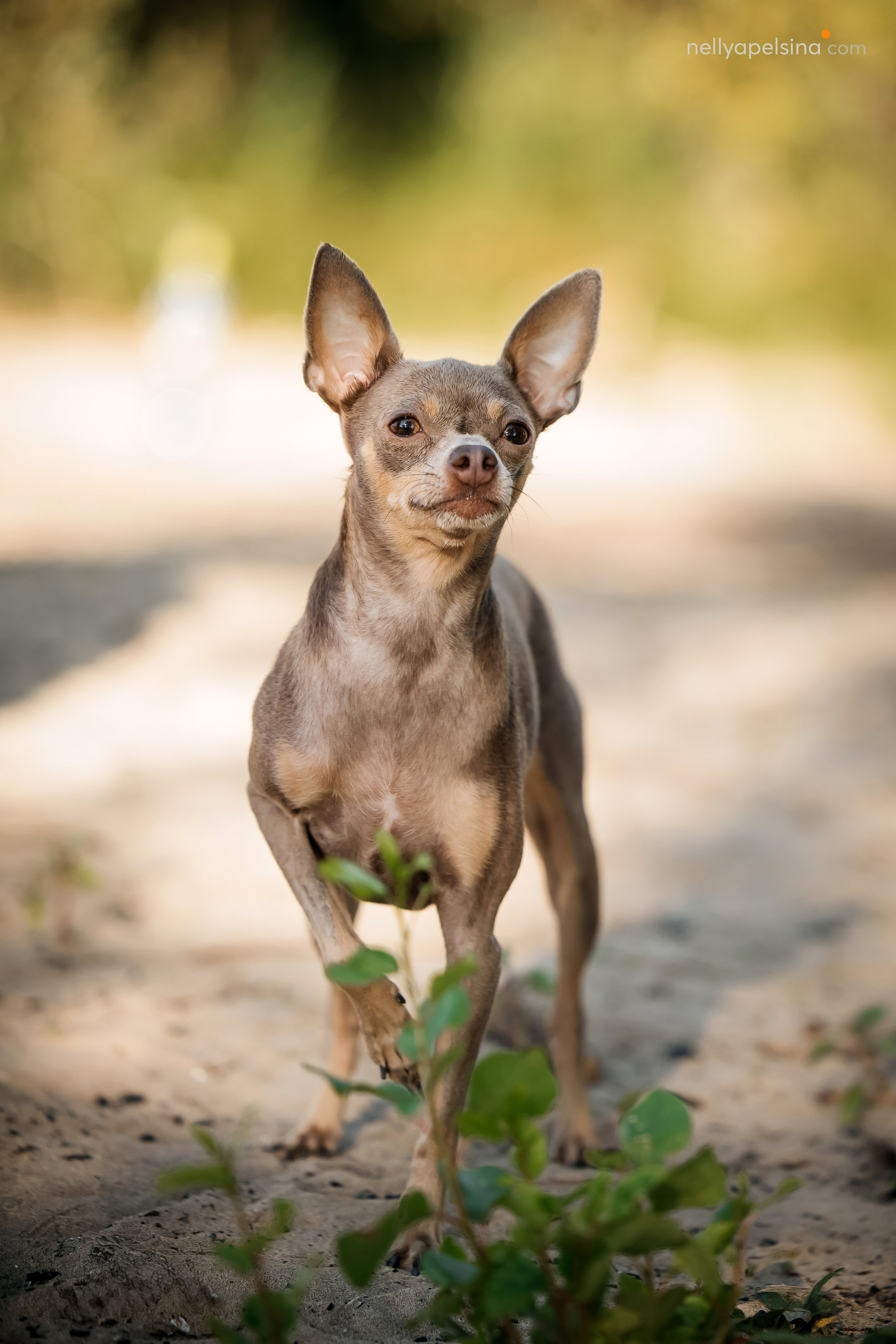 Юлия и Лев. Фотограф Нелли Самойлова
