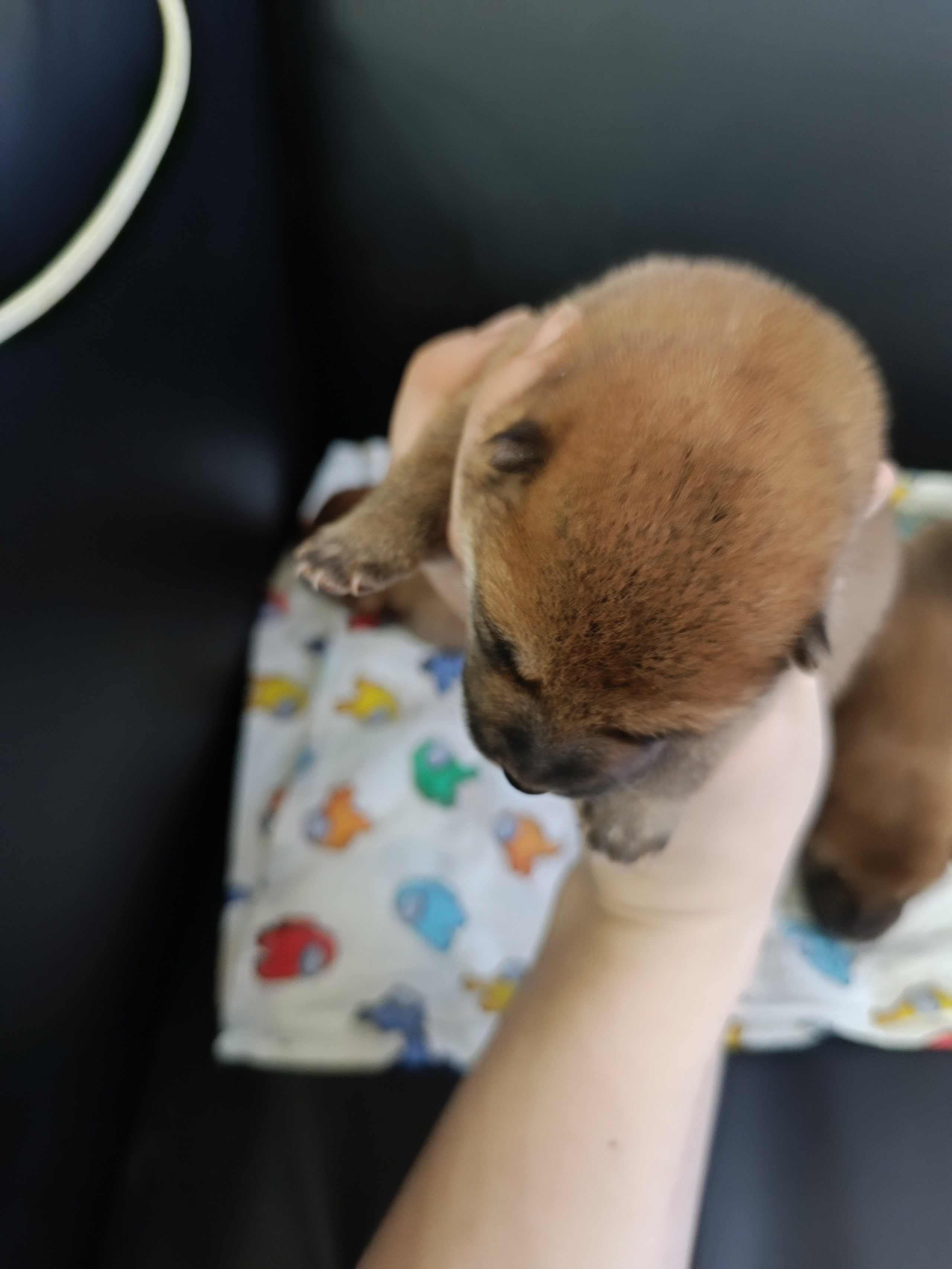 сиба питомник Рубилайт щенки на продажу rubylight  сиба щенки купить СПб Санкт-Петербург 