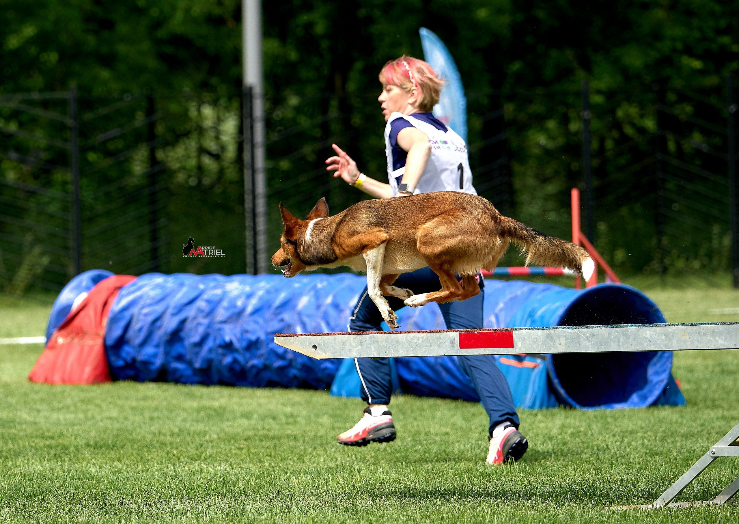 Аджилити — галерея NATRIEL