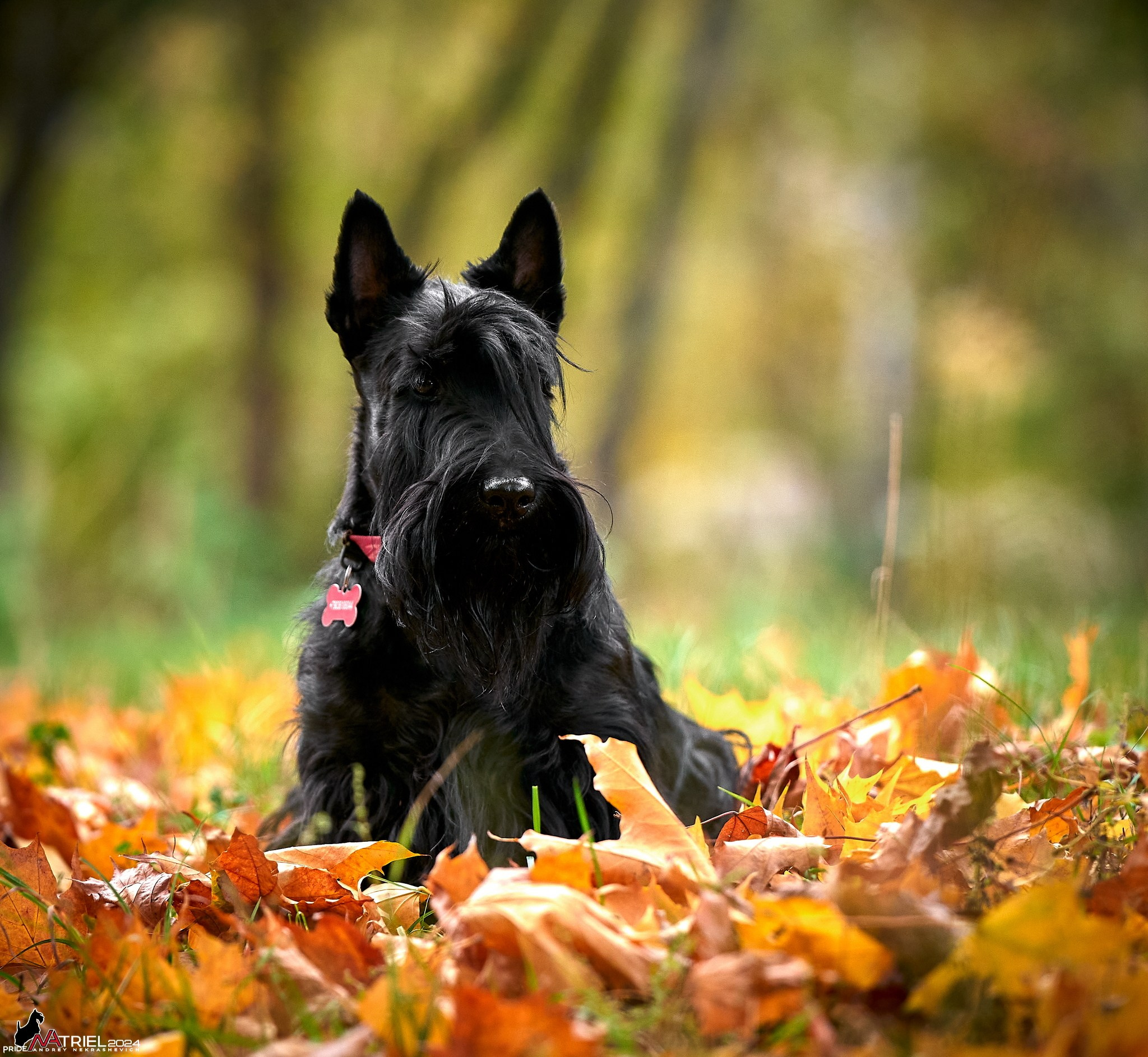 Фотопрогулка с собаками