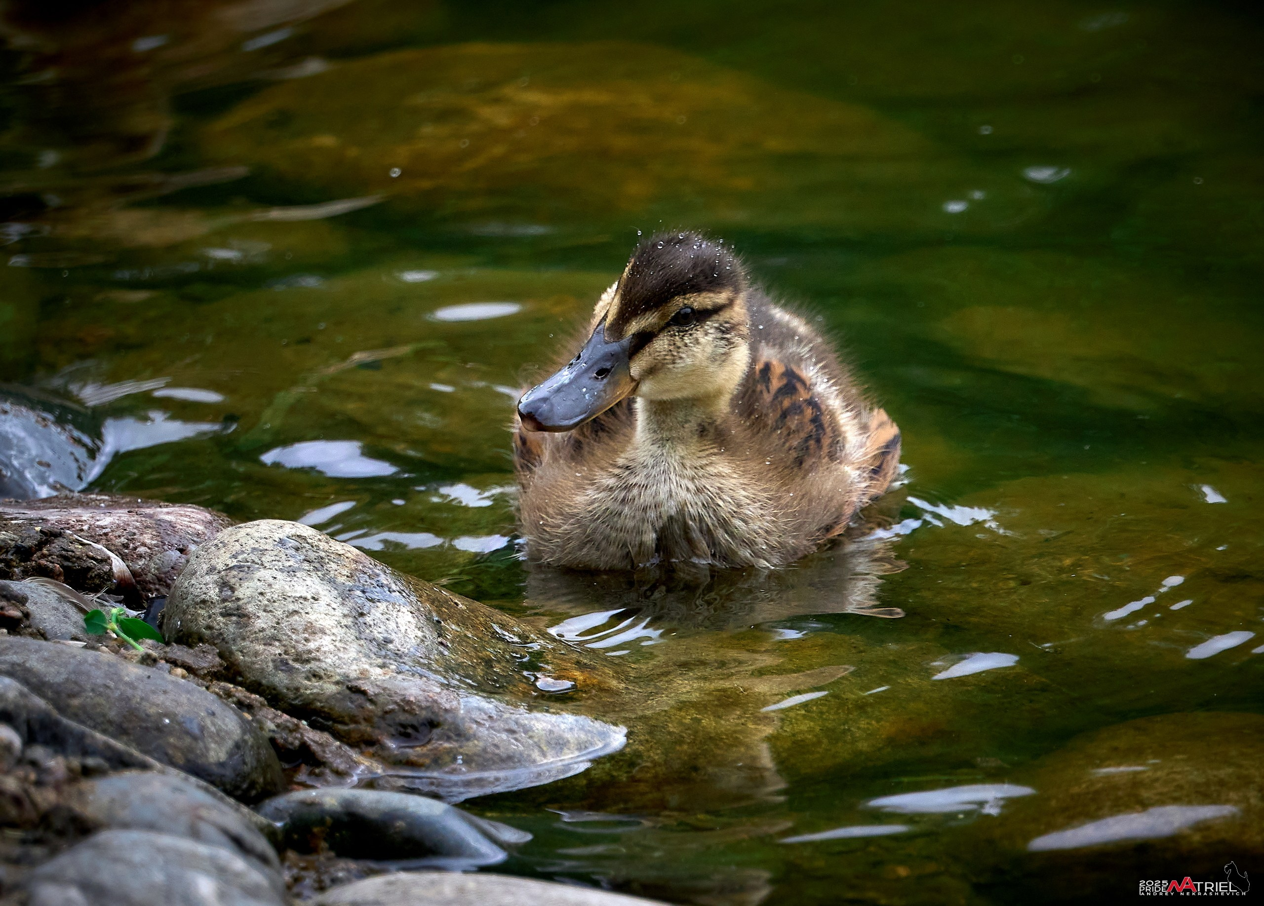 Съемка в парке на воде