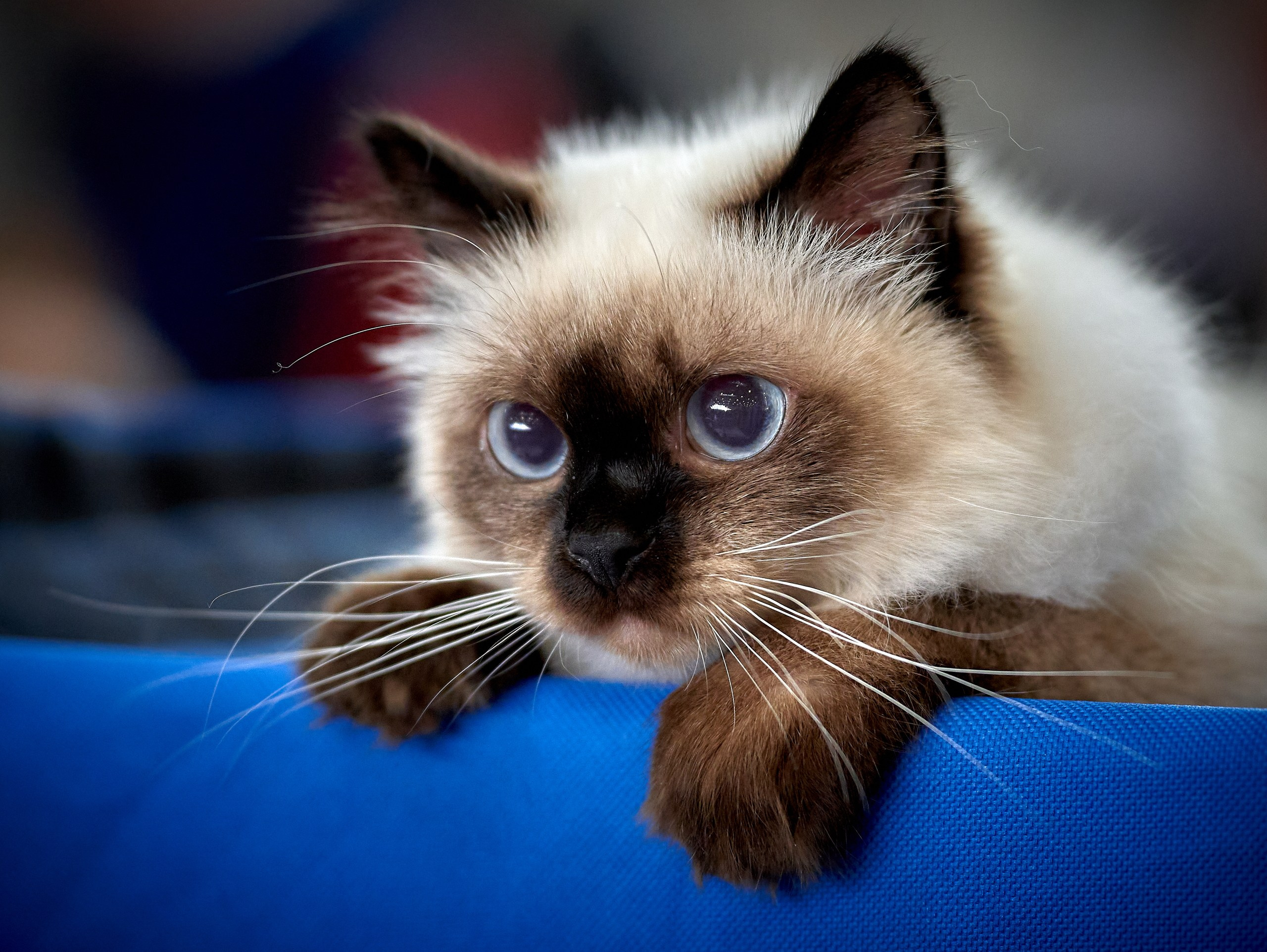 Кошки на выставках — галерея NATRIEL