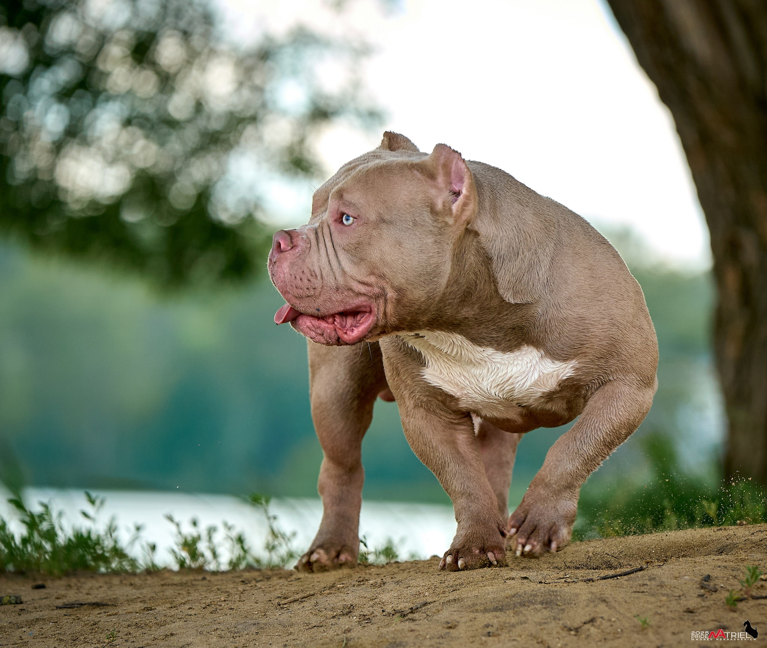 Съемка собак породы булли на природе