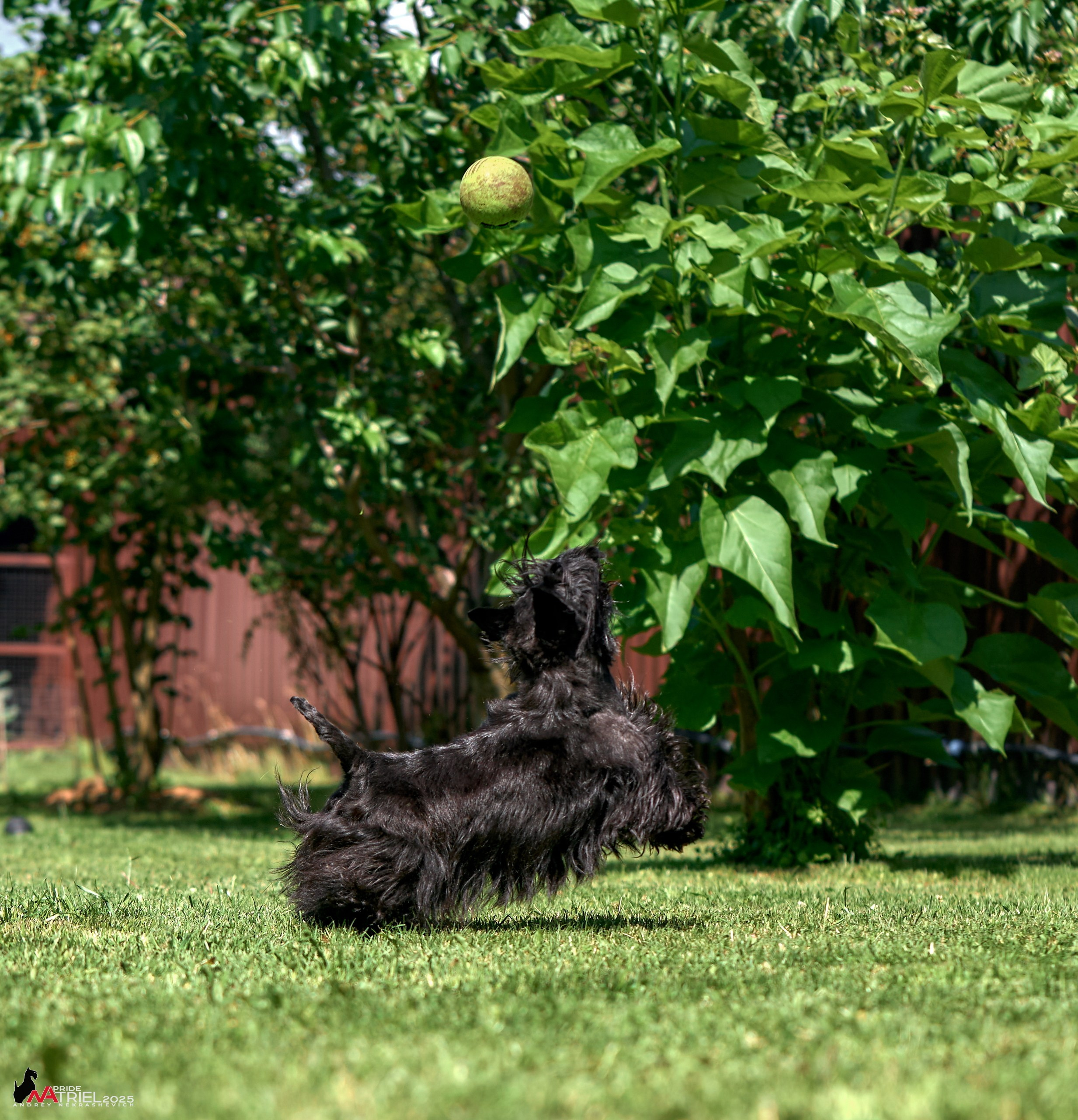 Алабаи и скотч-терьеры в питомнике у Ольги