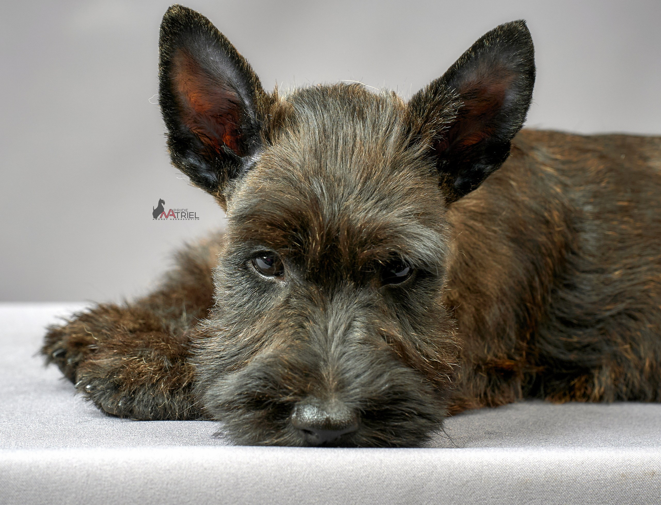 Съемка щенков скотч-терьеров