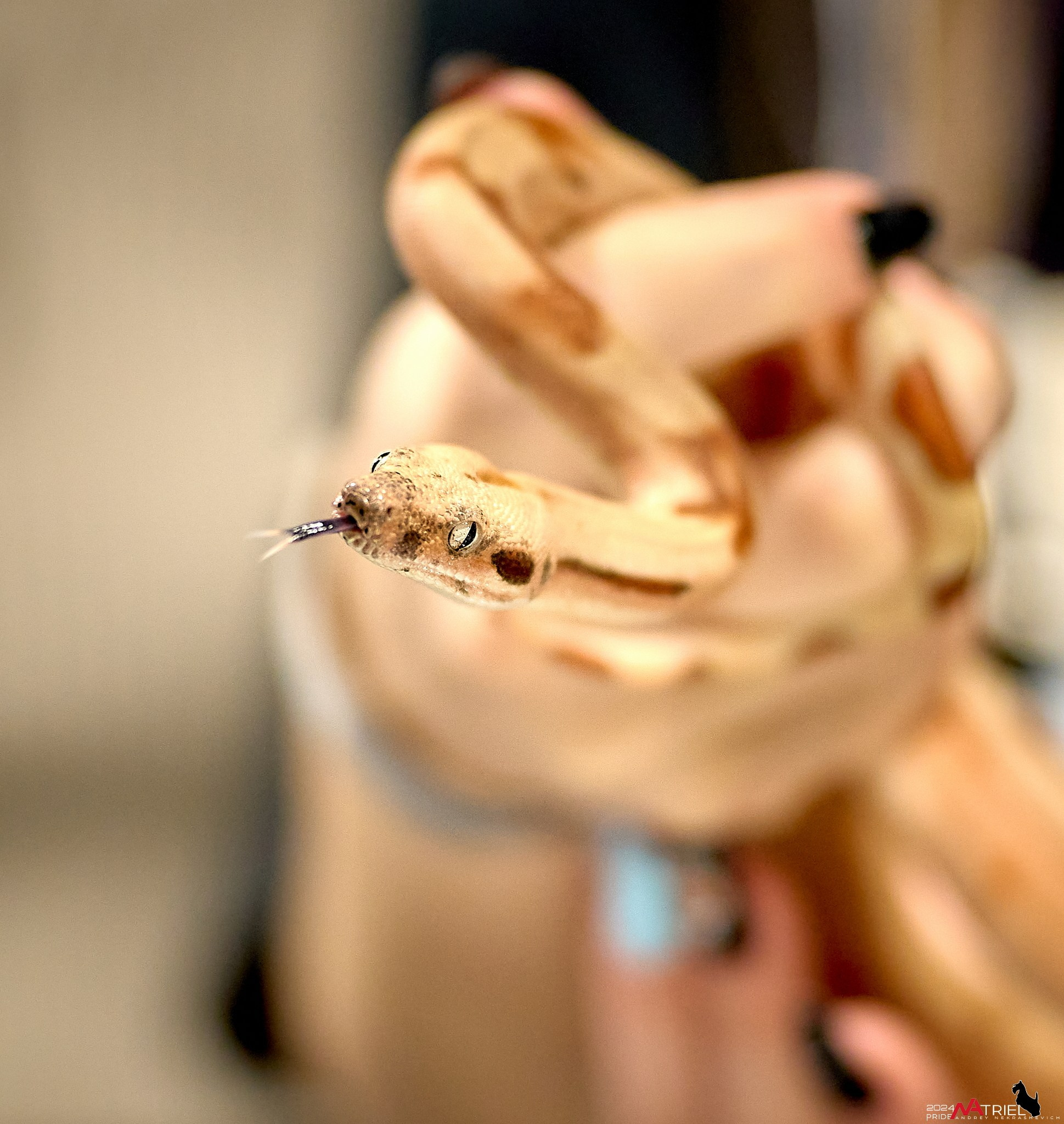 Репортаж с выставки РЕПТИЛИУМ-2024