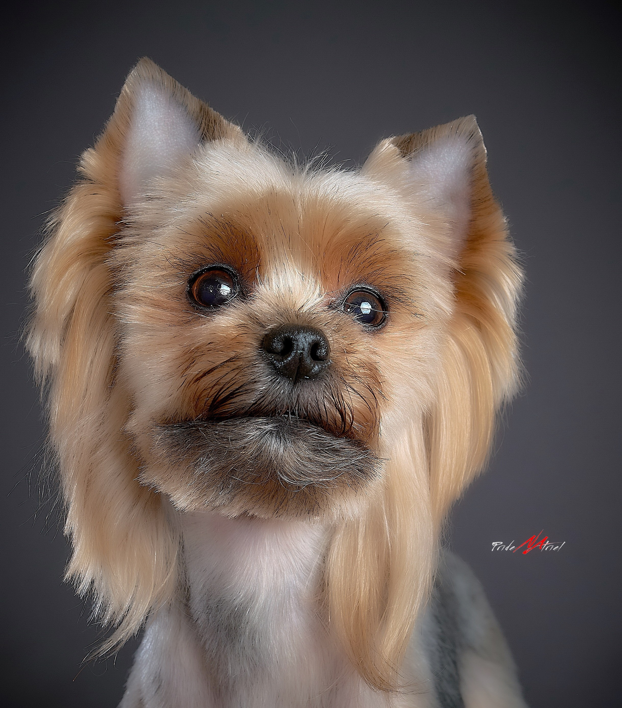 Йоркширский терьер Циля