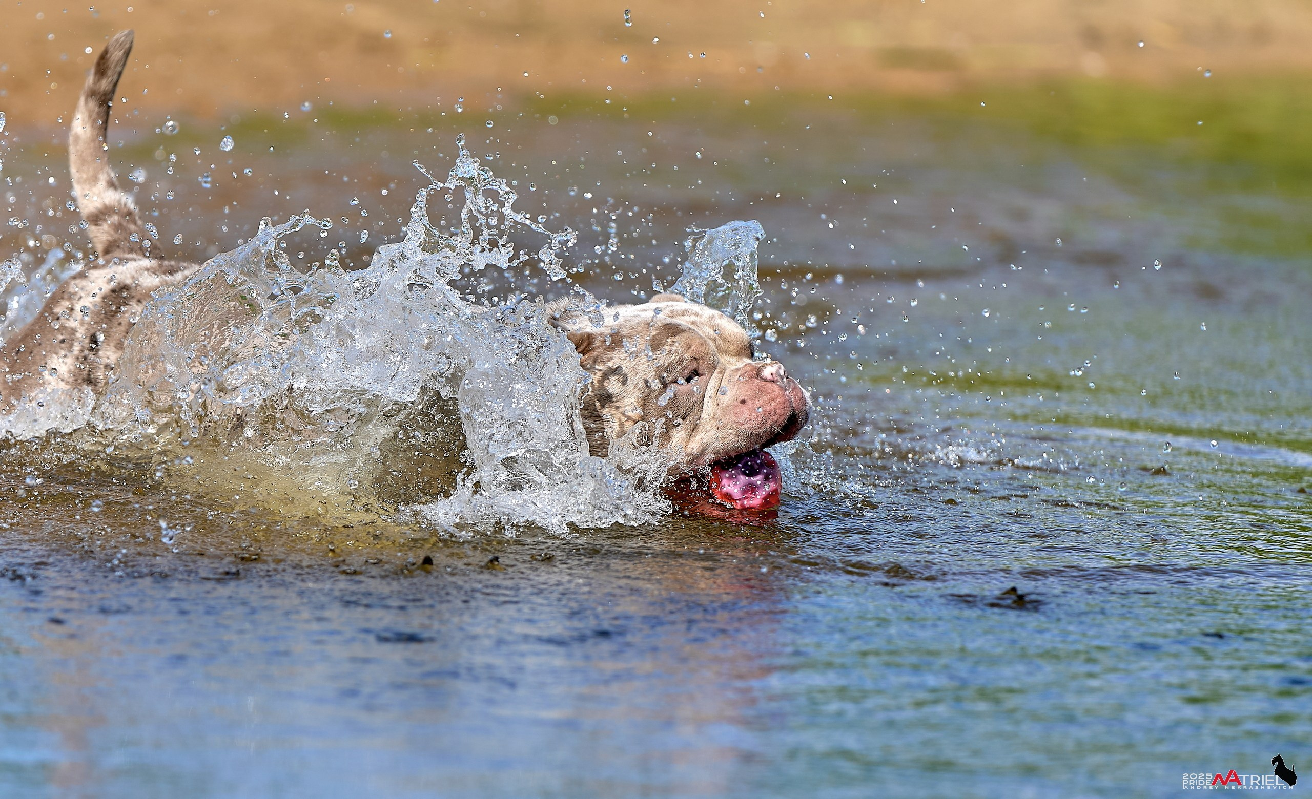 Съемка собак породы булли на природе