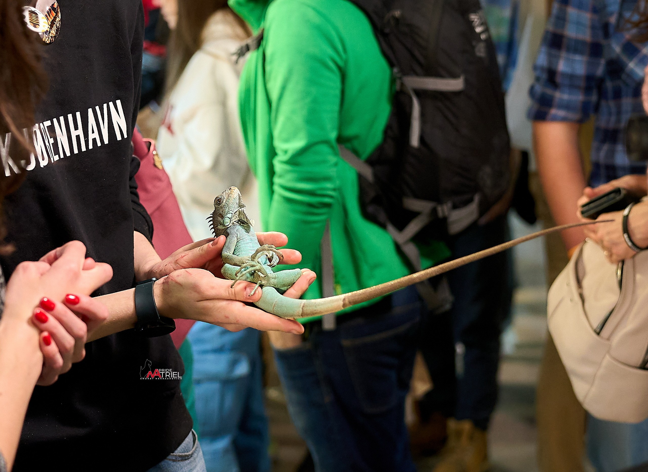 Выставки животных — галерея NATRIEL