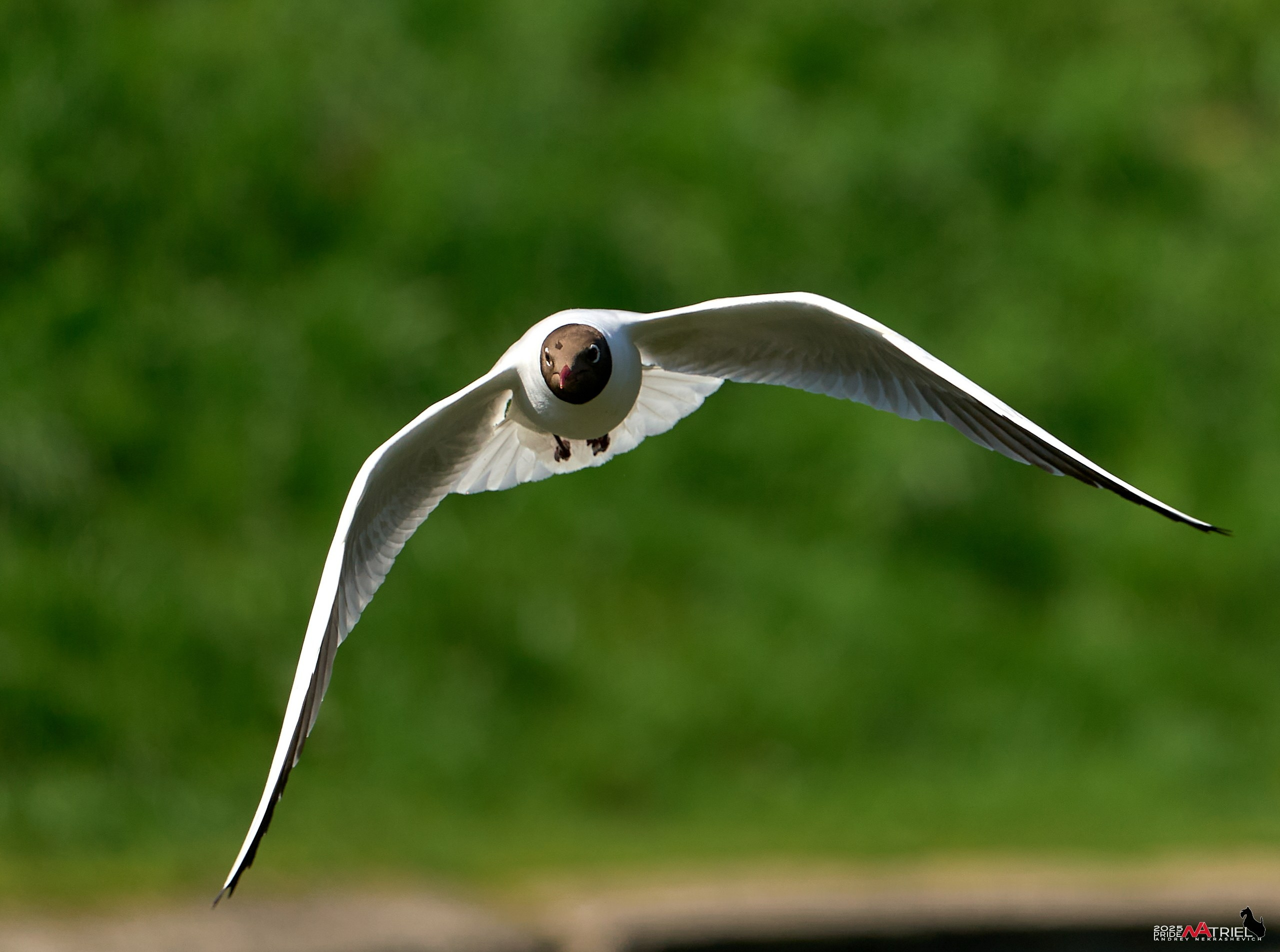 Птички и цветочки