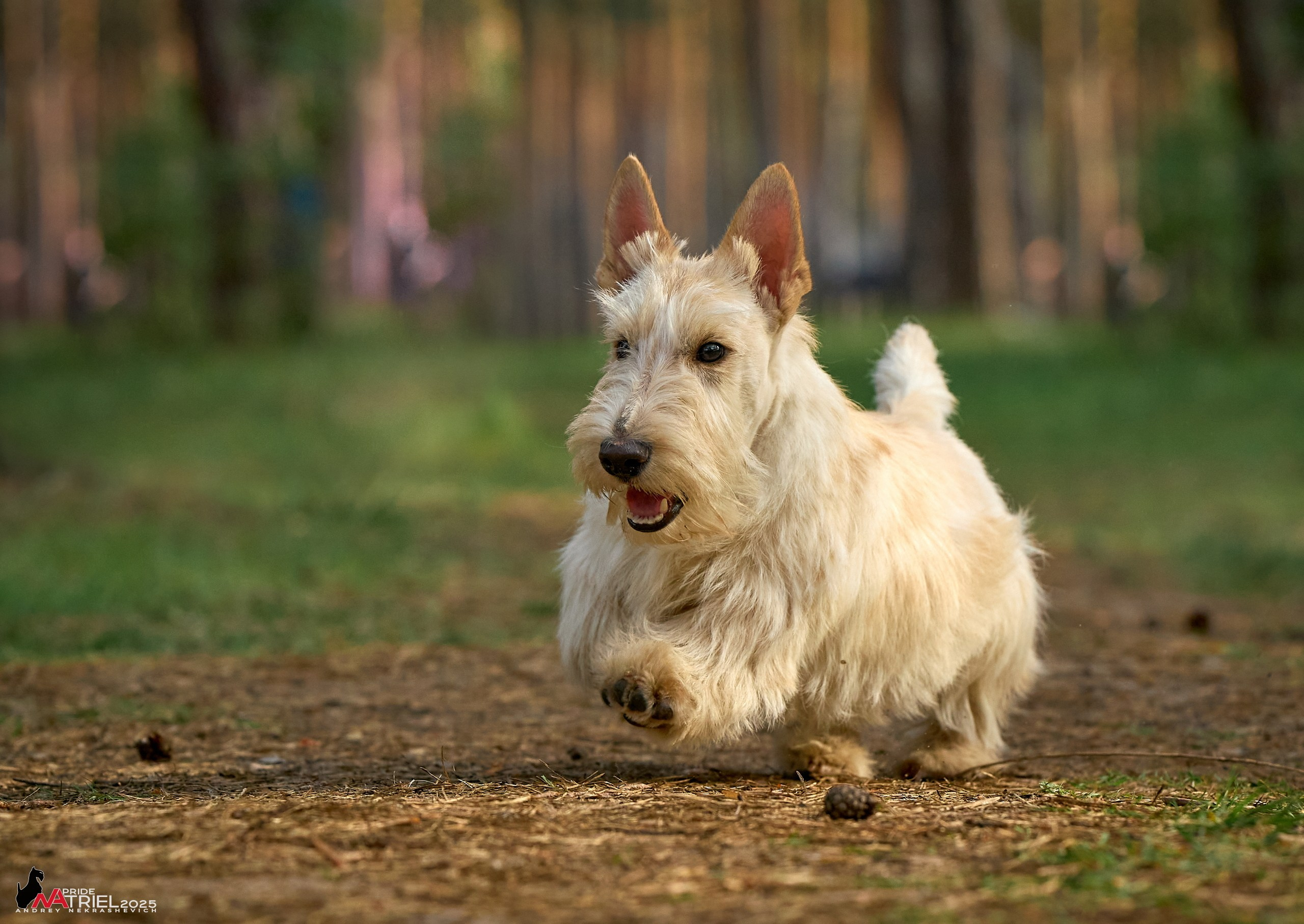 Выставка собак Суздаль-Владимир