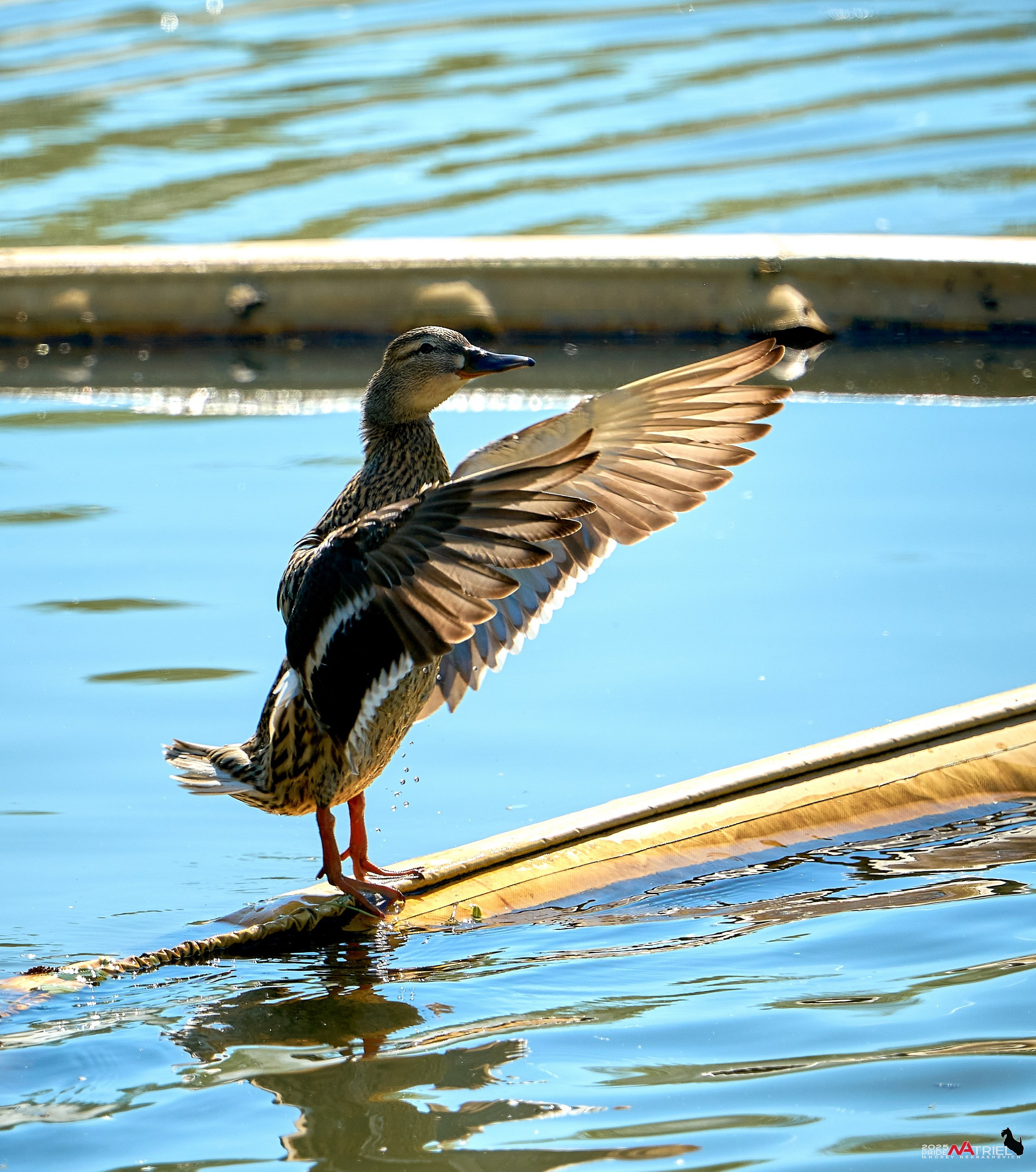 Птички и цветочки