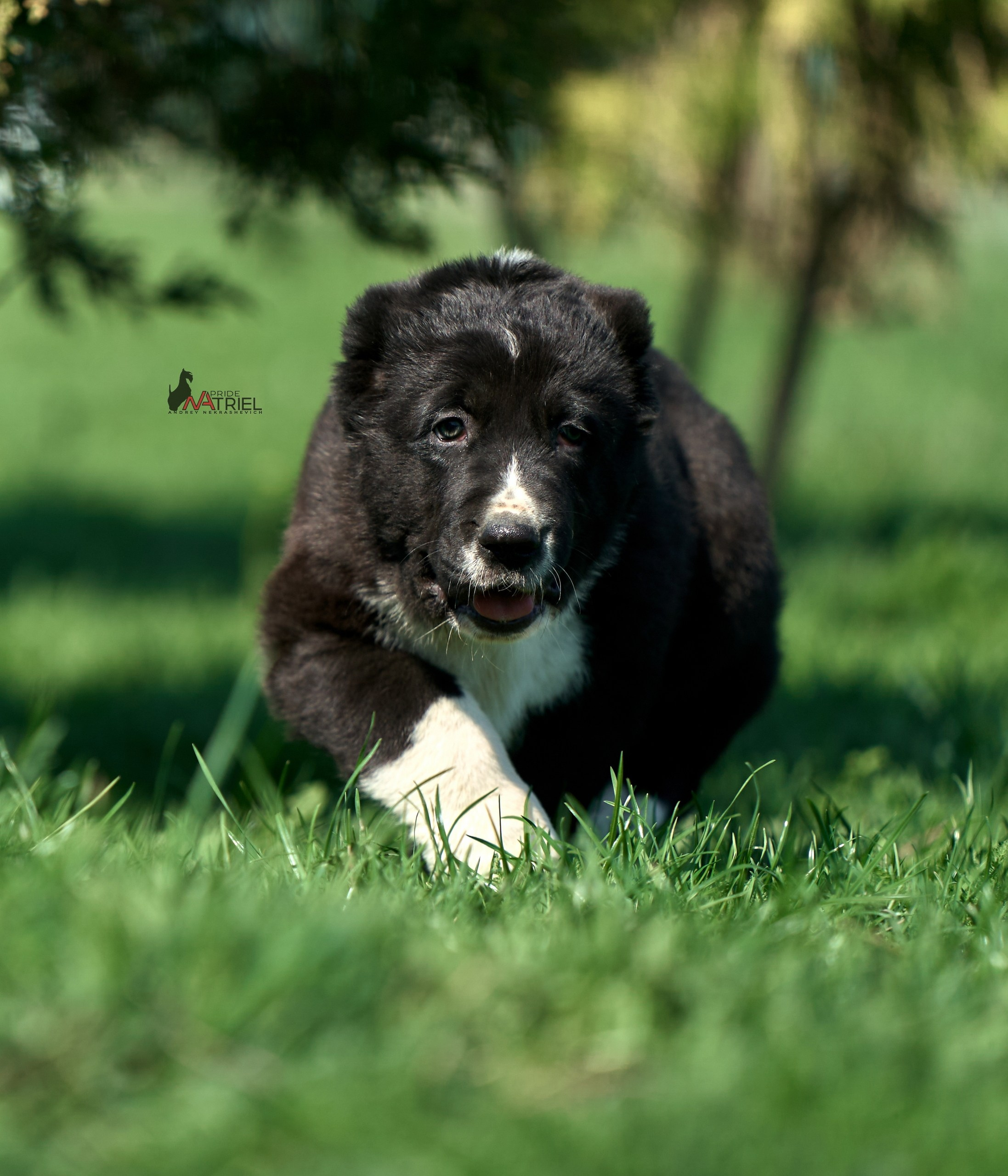 Среднеазиаты — щенки и взрослые