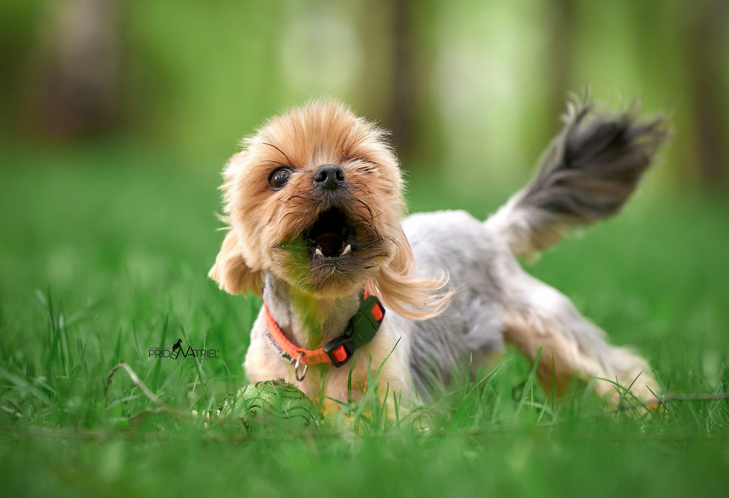 Йоркширский терьер Циля