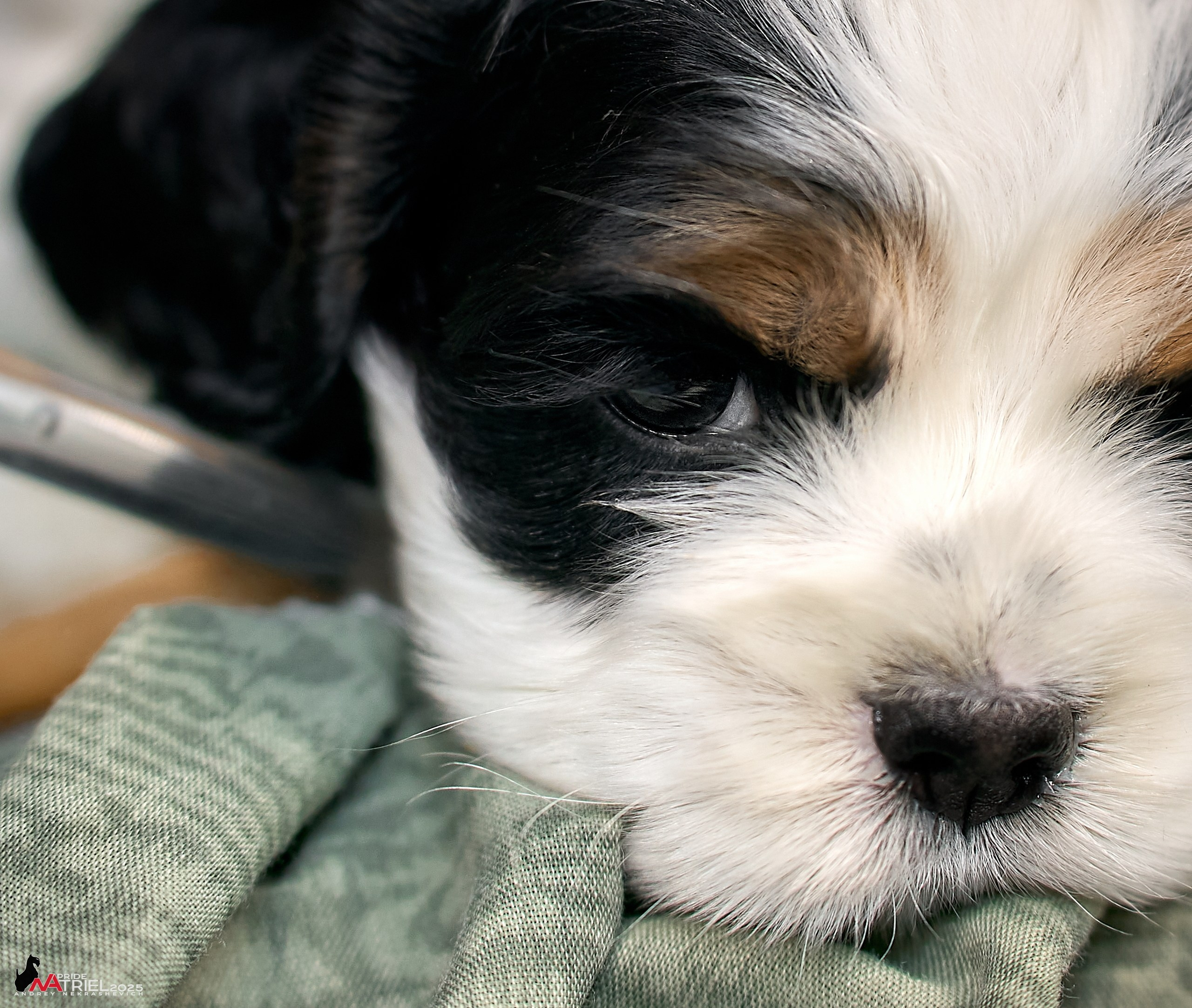 Щенки АмКокеров