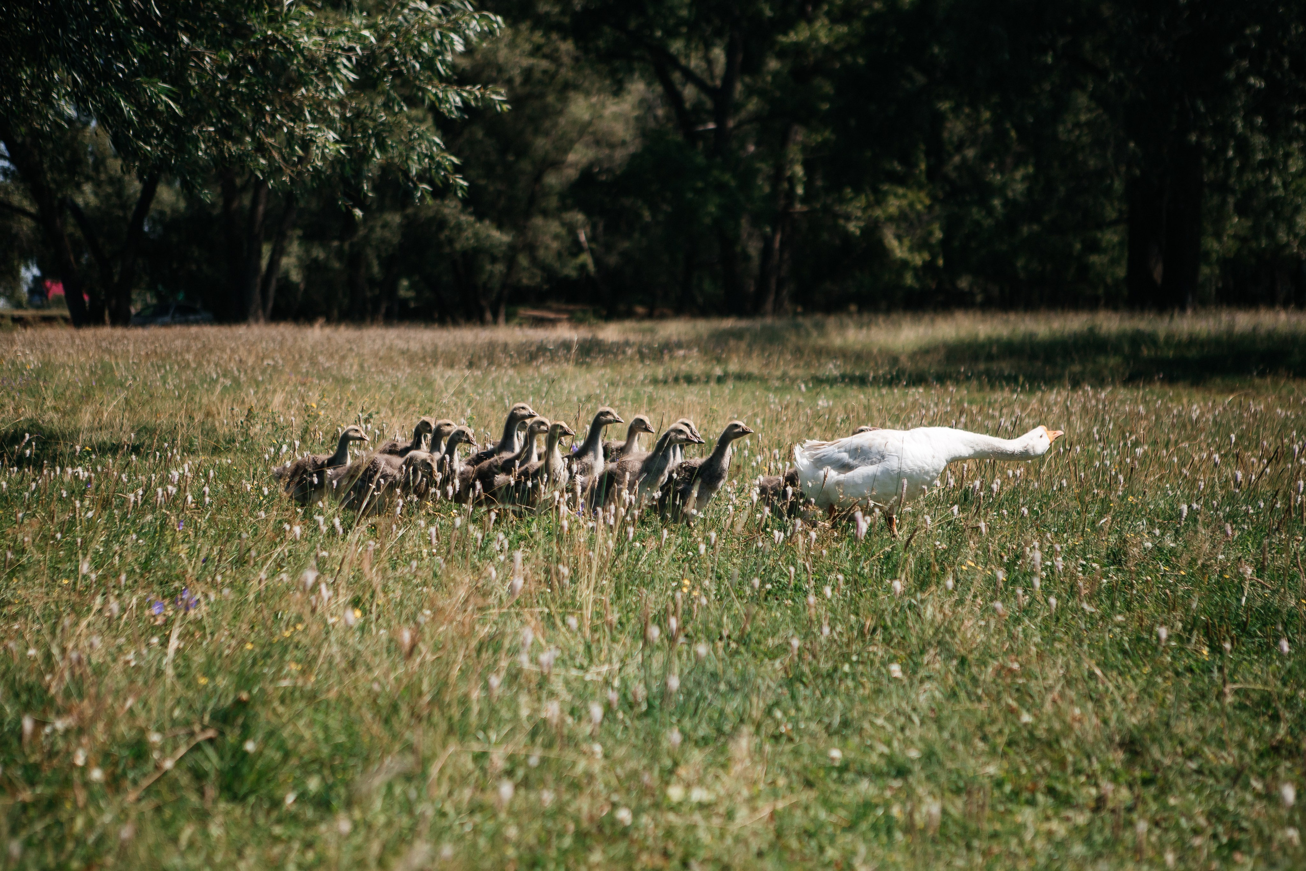 Свадьба в Динопарке. Свадебный фотограф Виктория Чуйко Магнитогорск. Визуал для бизнеса