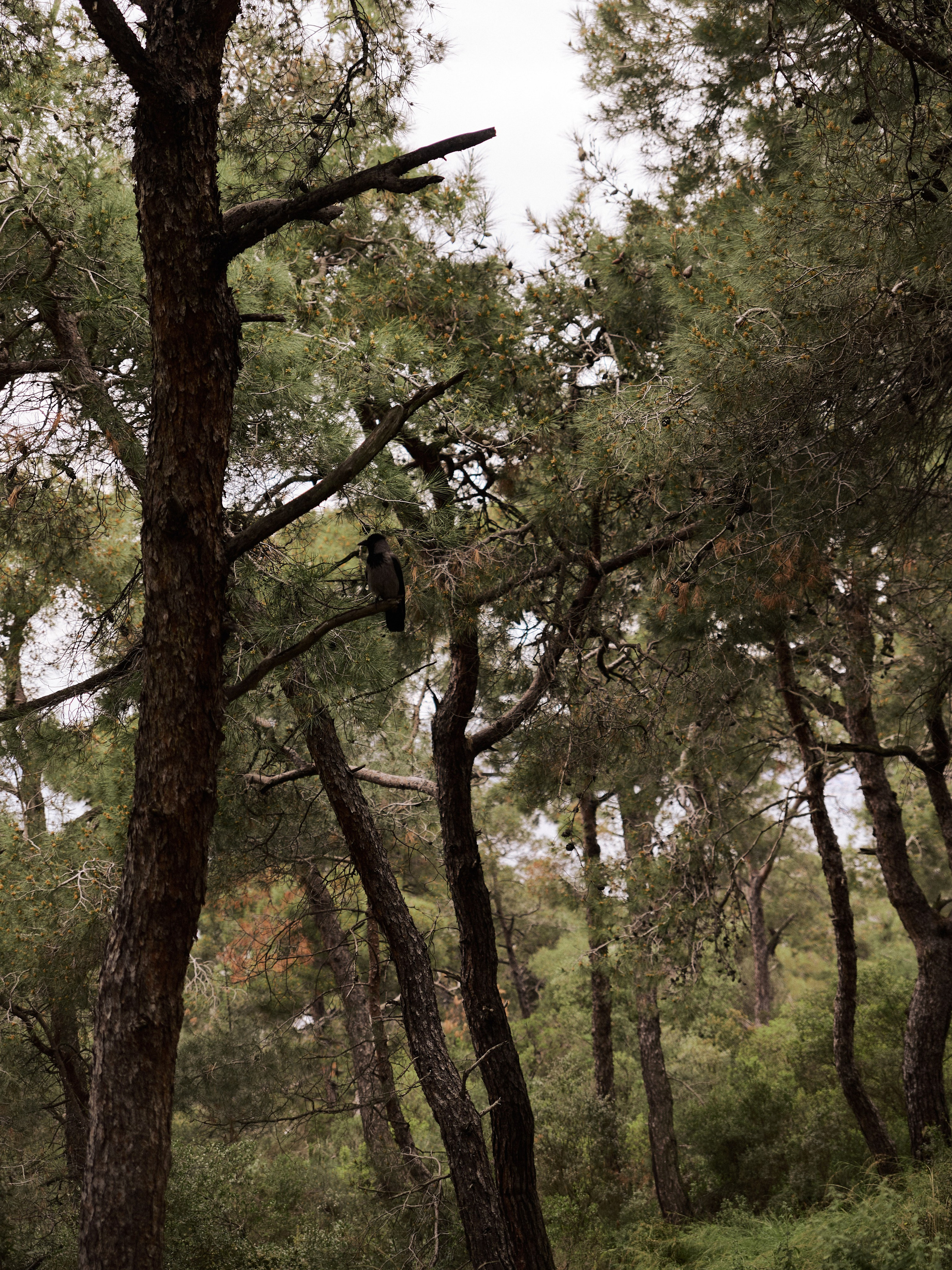 Природа. Jorgis Talè — photographer, kind person, teacher of arts and other mag