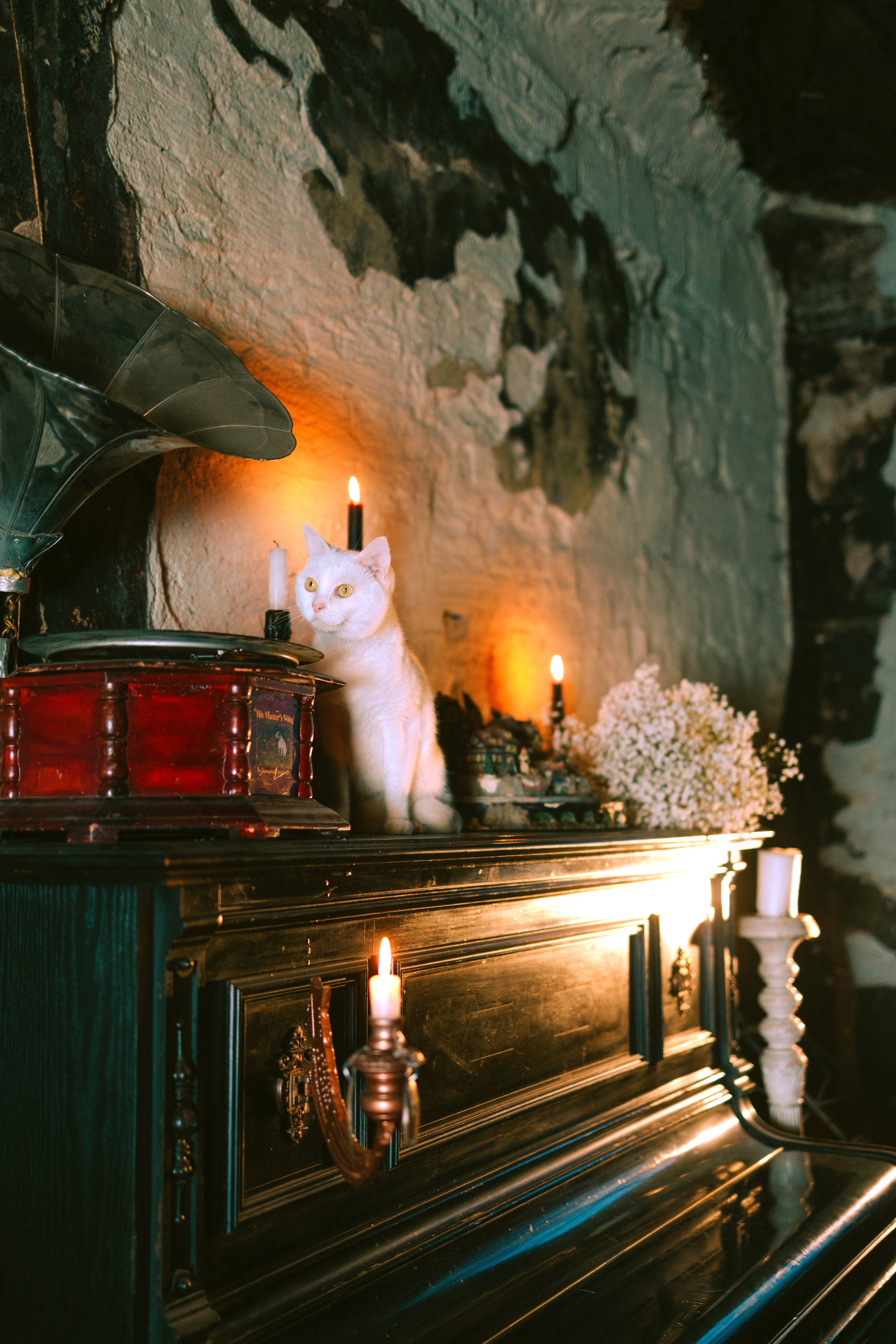 Съёмка домашних животных