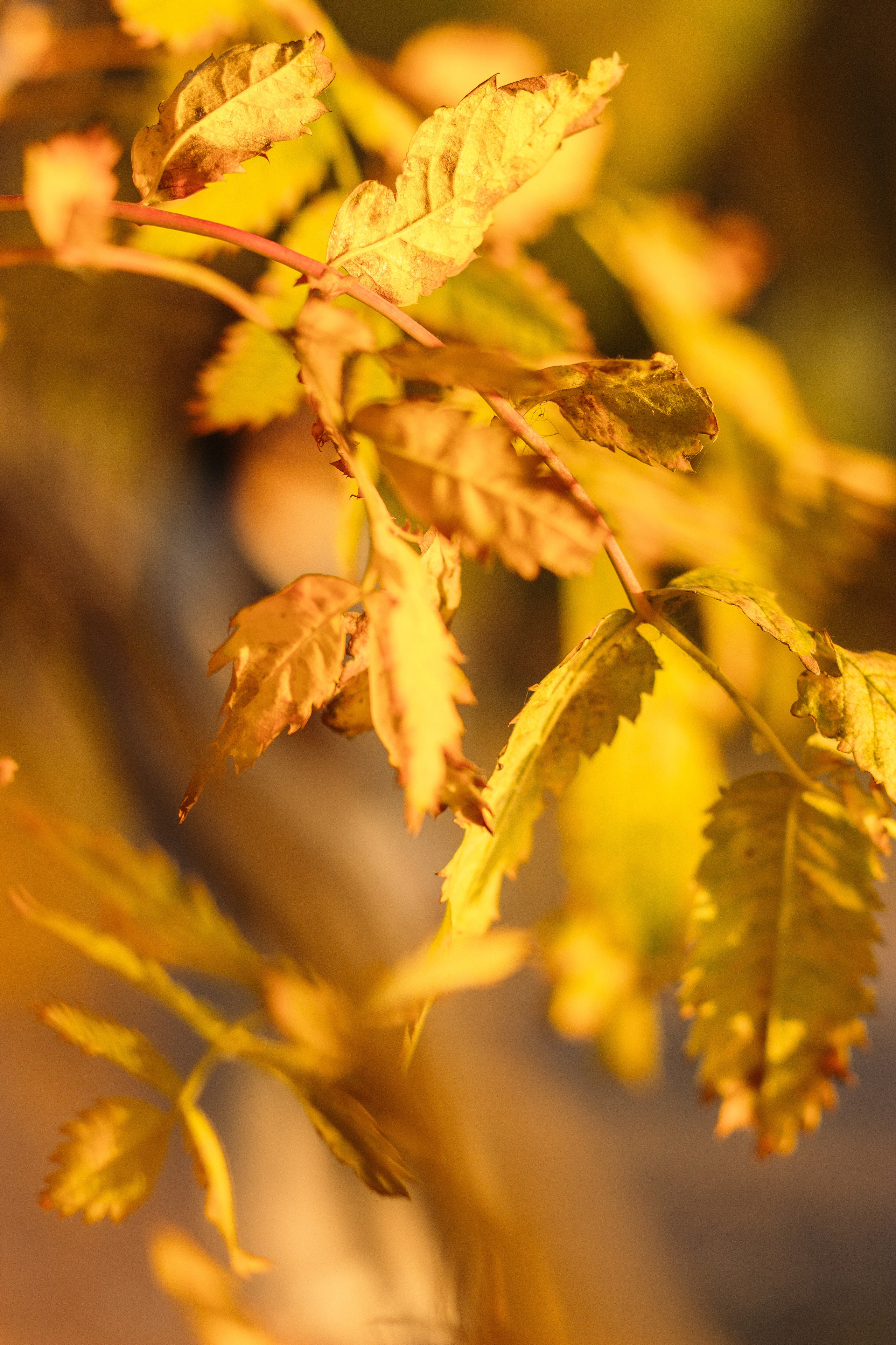 Карина & Никита. Свадебный и лайфстайл фотограф в Челябинске и Миассе