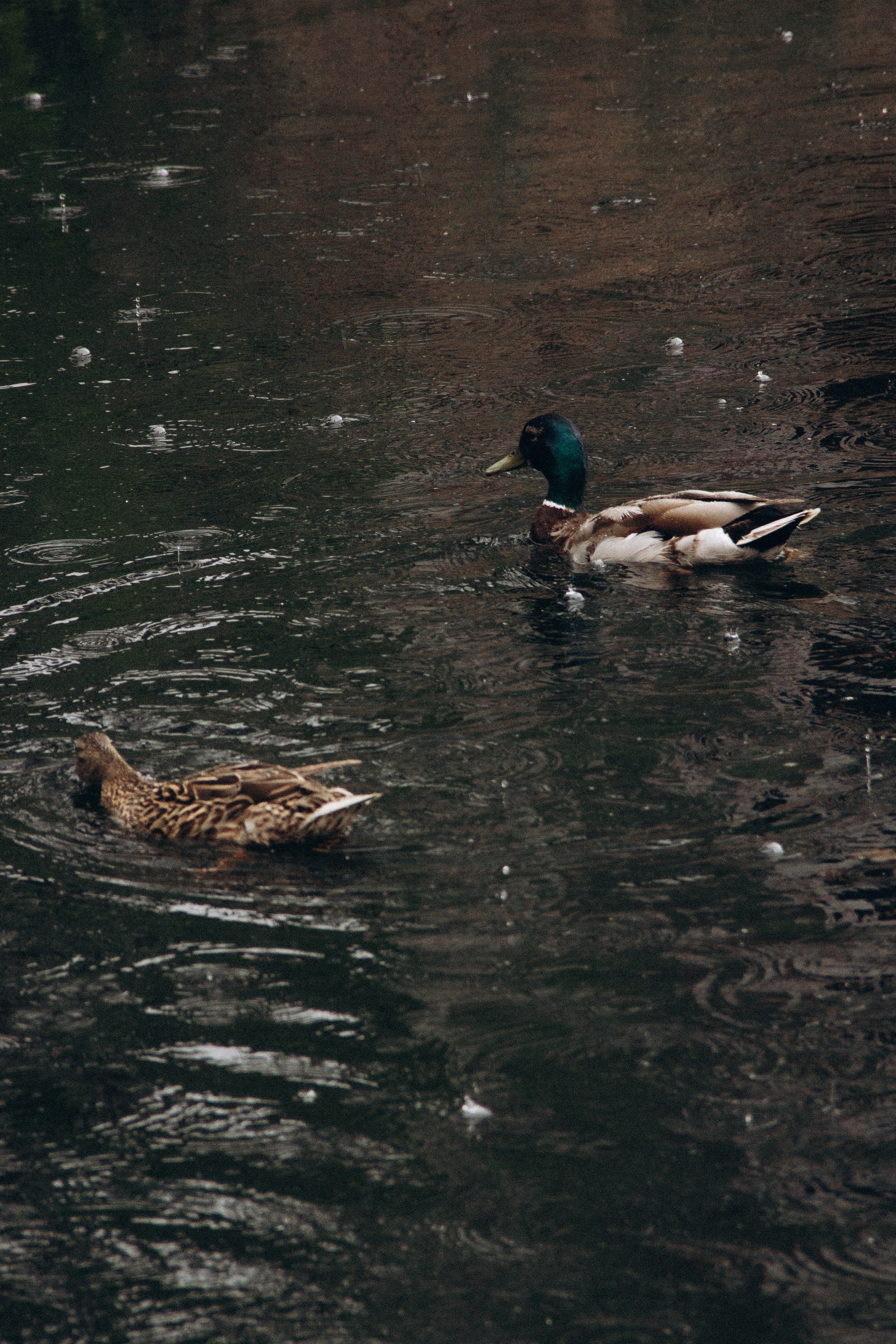 Анастасия & Валерий. Свадебный и лайфстайл фотограф в Челябинске и Миассе