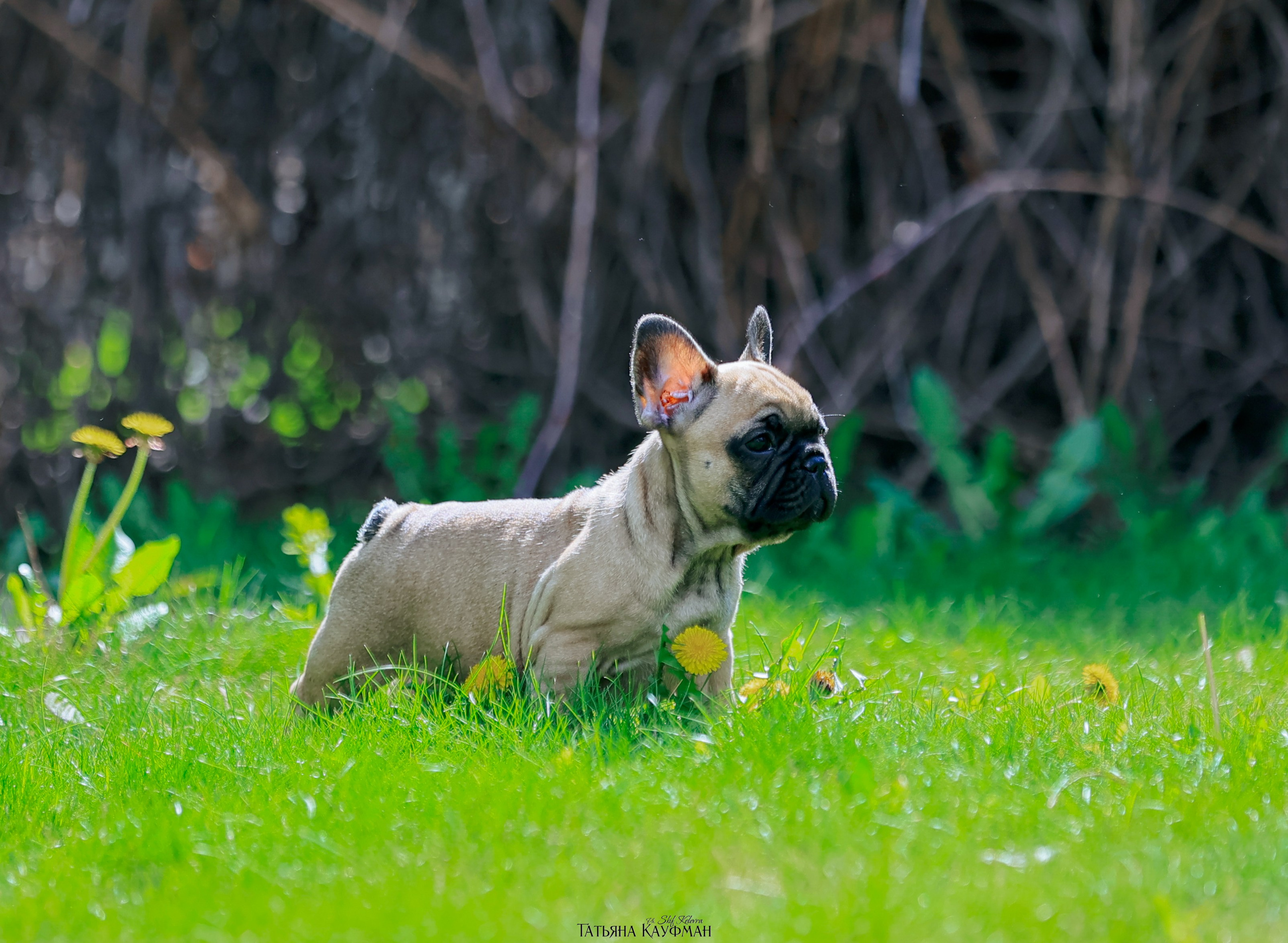 Французский бульдог, фотография французского бульдога, щенки бульдога, щенки французского бульдога, красивая собака, фотограф анималист, фотокурс Анималистика, научиться фотографировать собак, фотограф Новосибирск