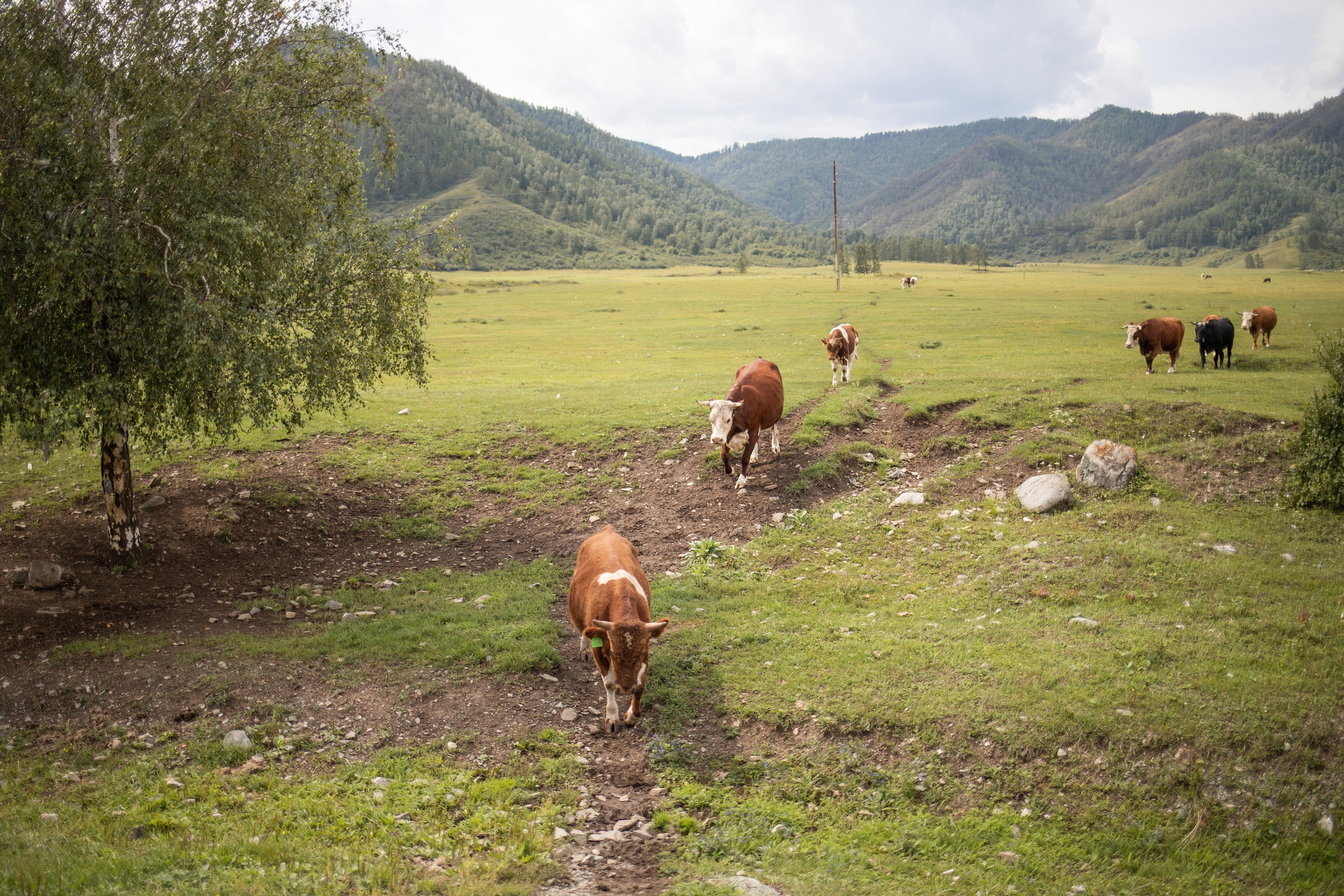 Altai Republic, Russia. Photographer Alina Skitovich