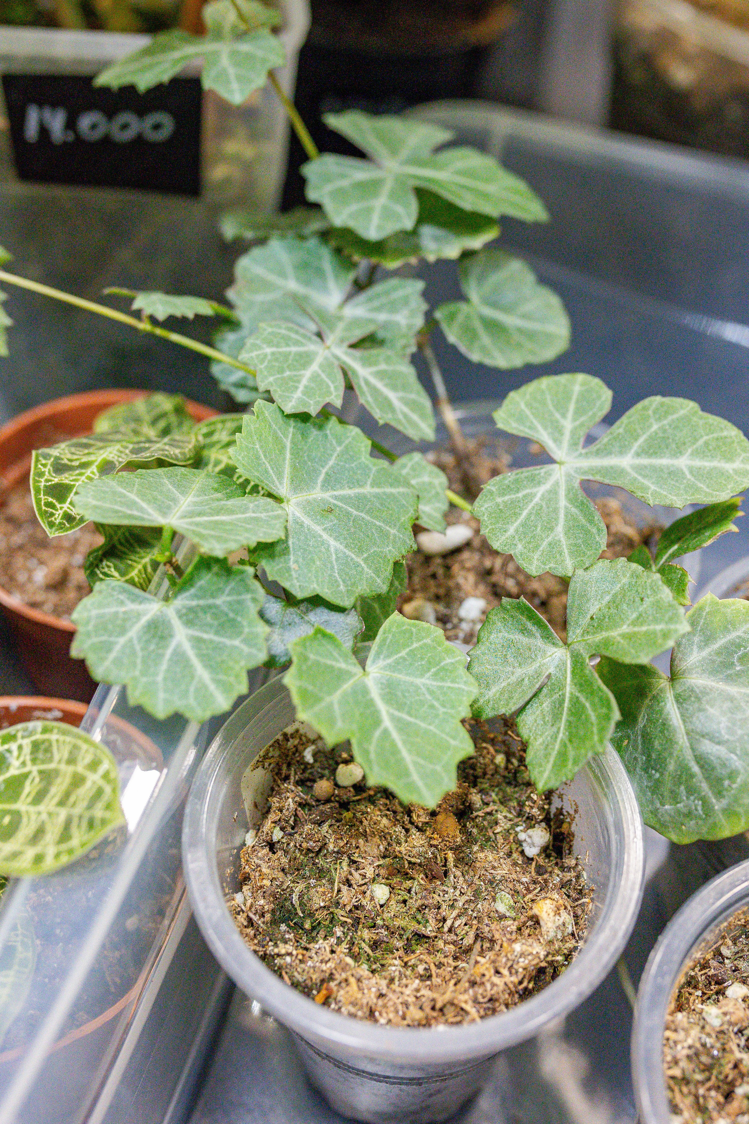 Монстериум апрель 2026. Александра Куликова фотограф, Москва