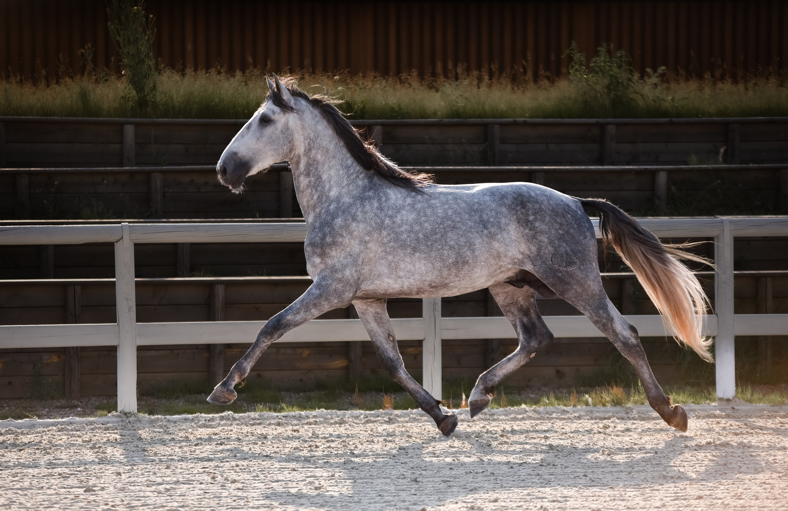 Лошади на свободе, съемка лошадей, экстерьерная съемка, фотосессия